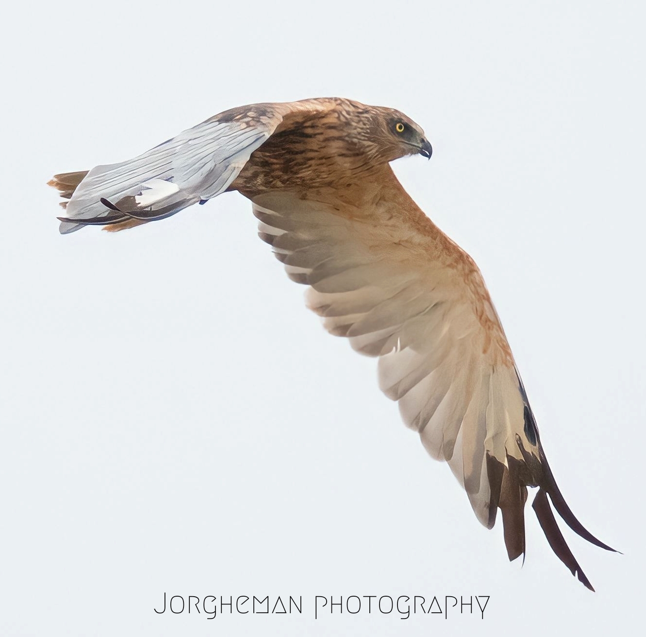 Falco di paude maschio