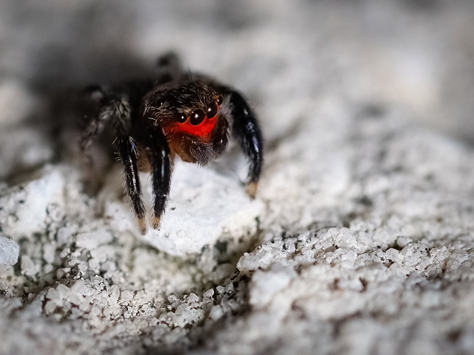 Salticidae
