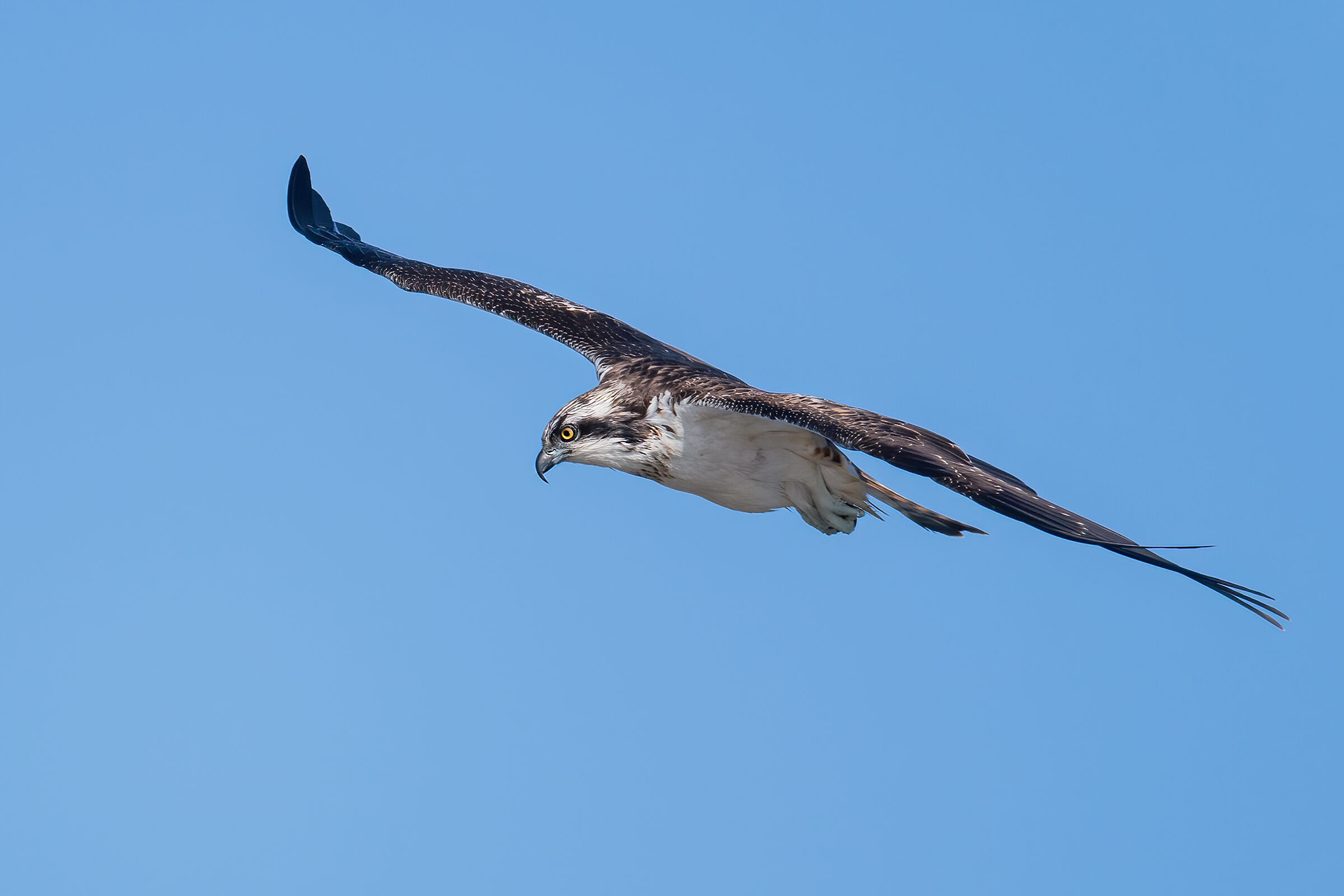 falco pescatore(Pandion haliaetus)