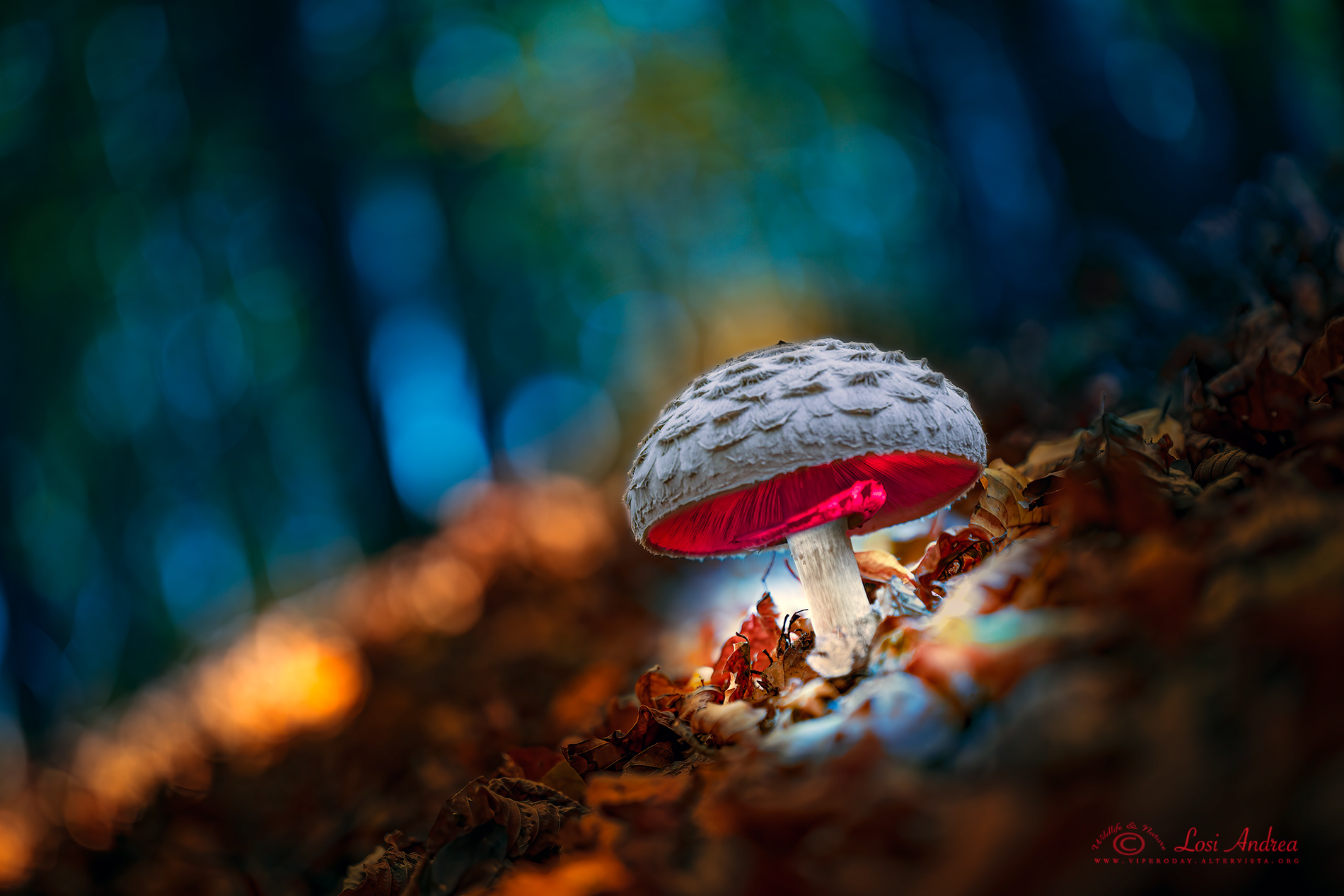 I was looking for a boletus mushroom...