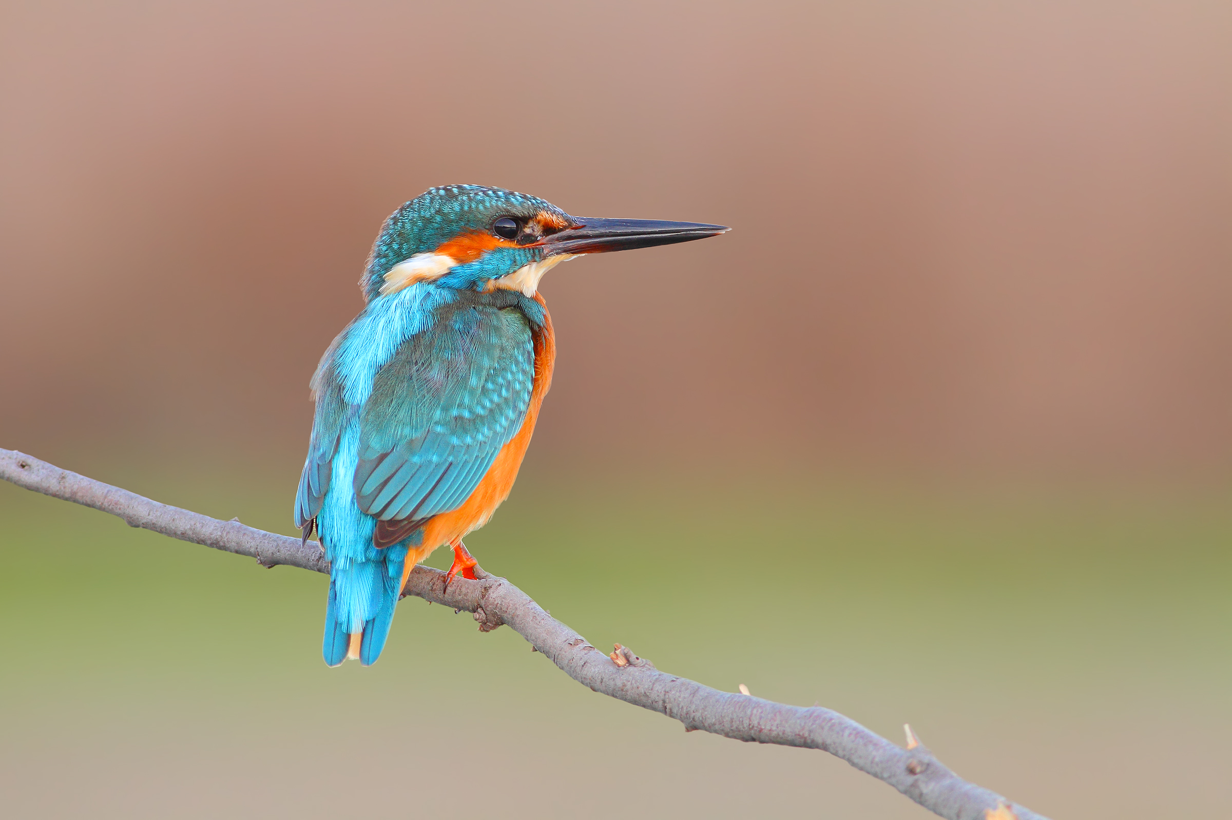 Kingfisher
