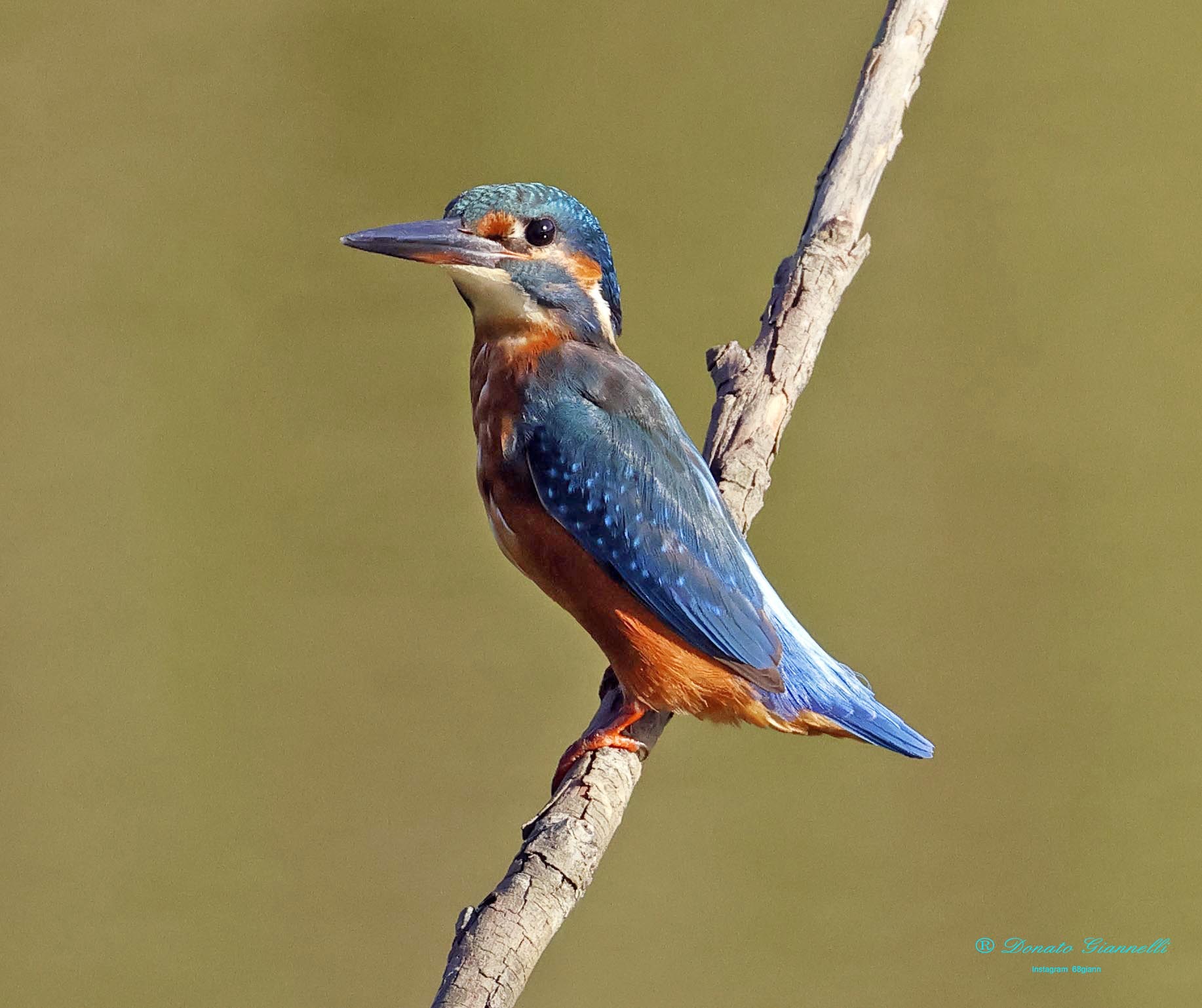 Kingfisher