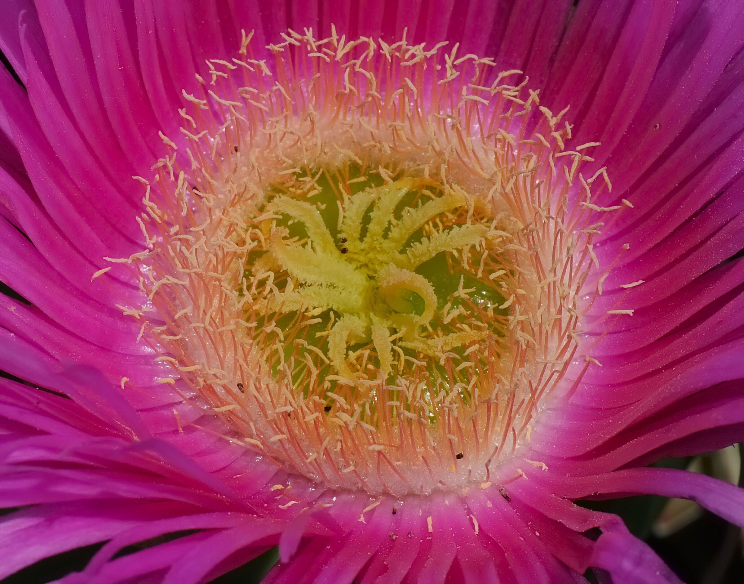 fig carpobrotus edulis