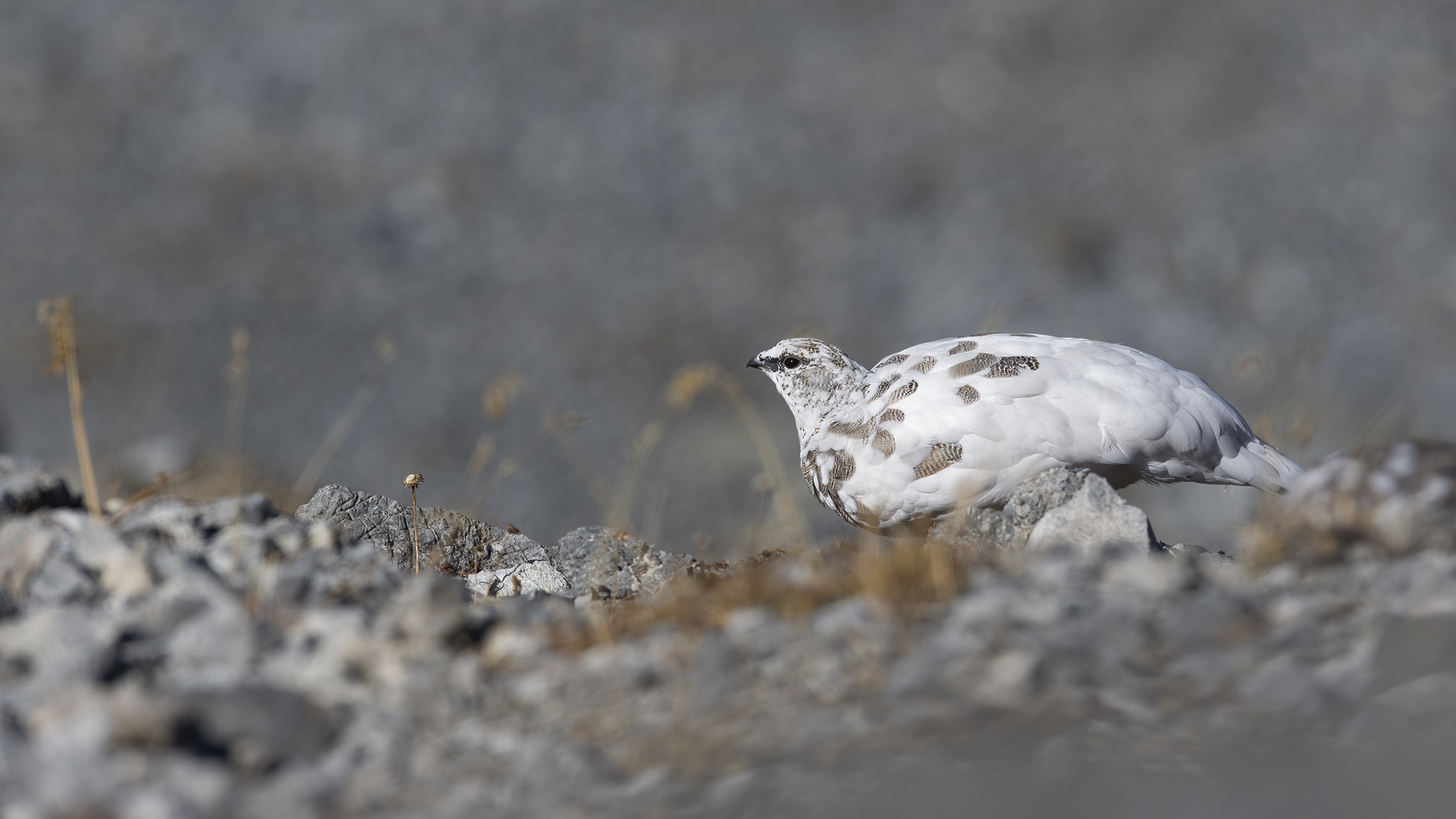 The world of the Ptarmigan (Lagopus muta)