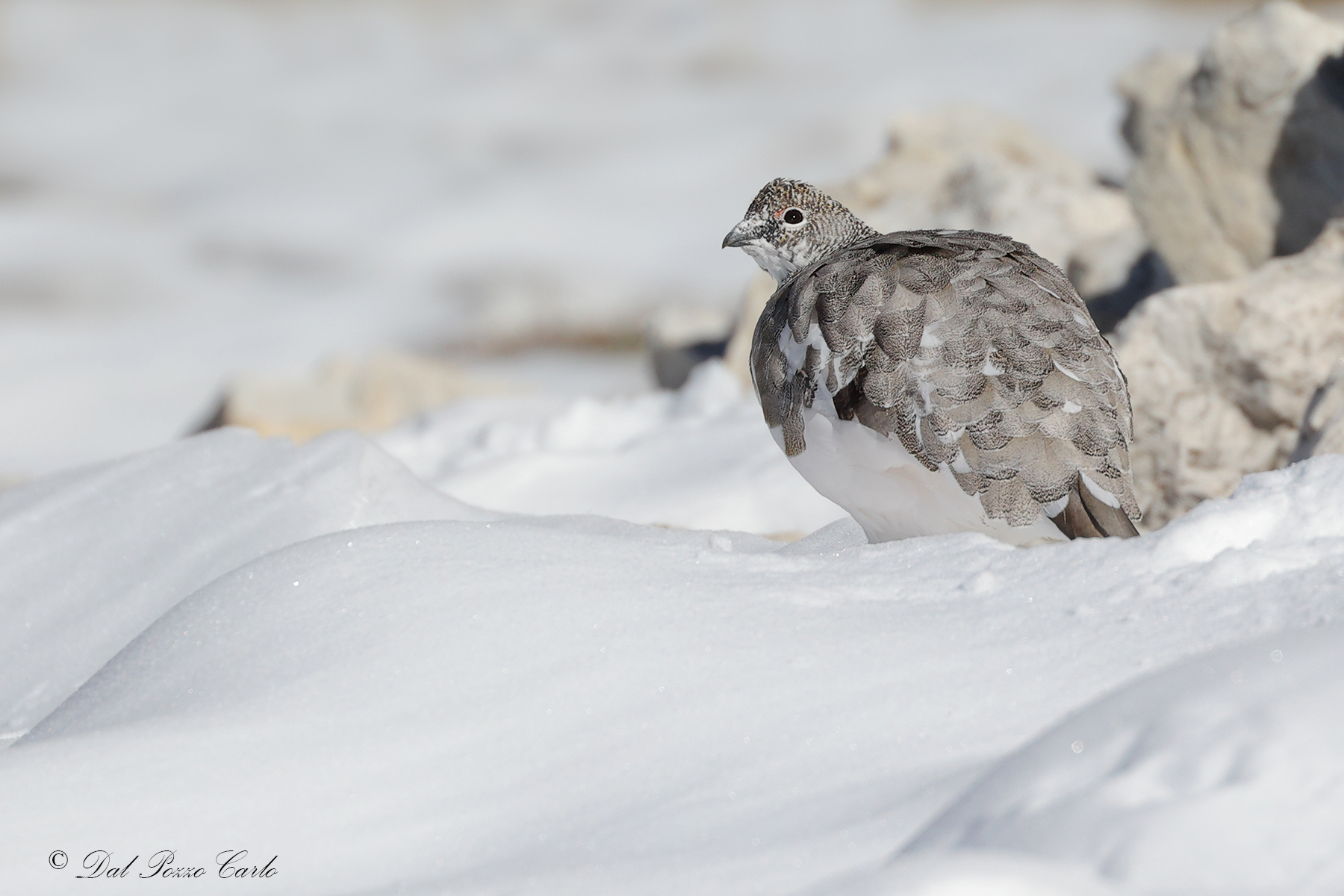 Ptarmigan, molt,