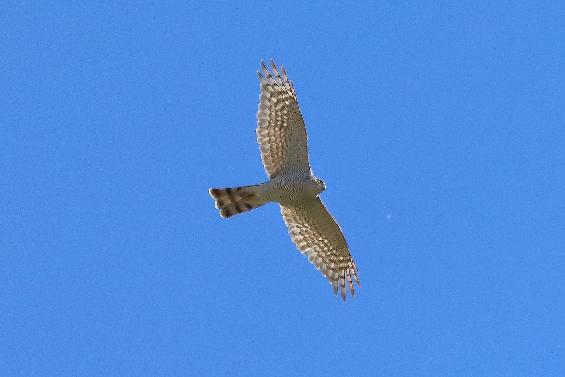 sparviere 09-07-2022