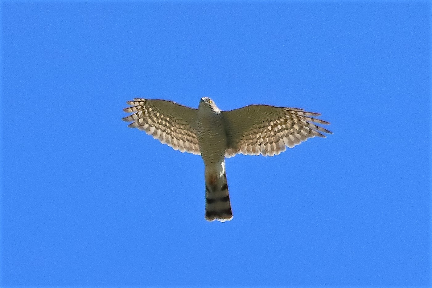 sparviere 09-07-2022