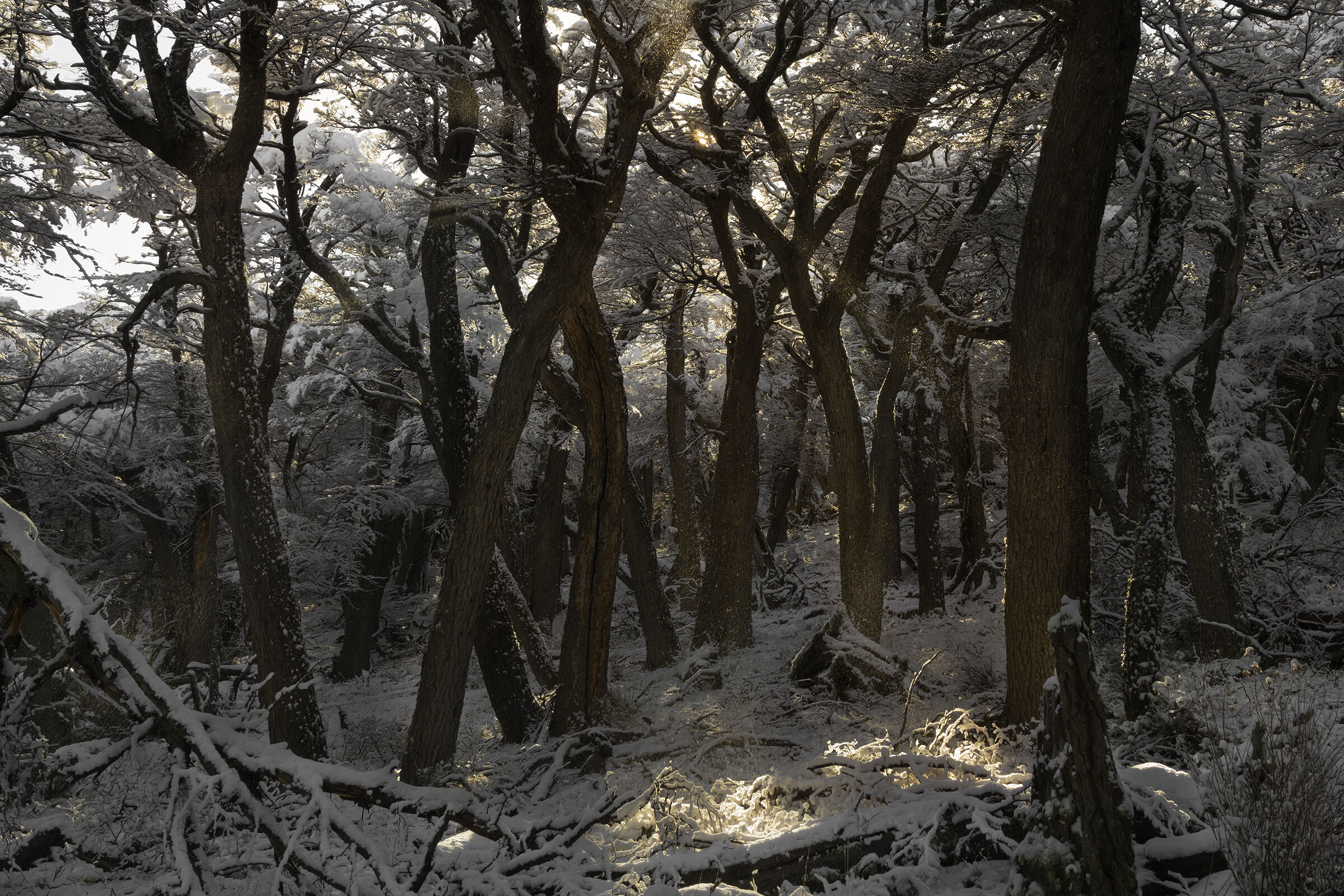 La Foresta del FitzRoy