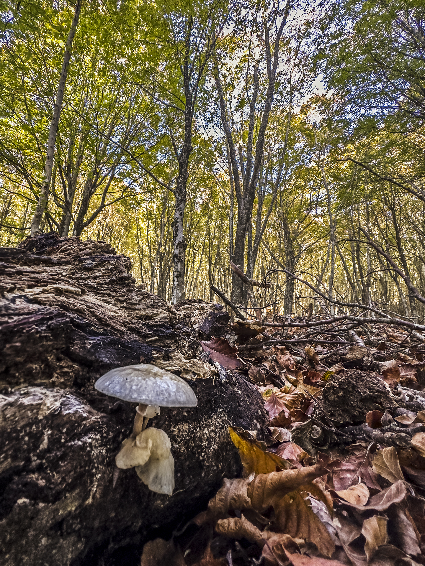 Canfaito, beeches and mushrooms