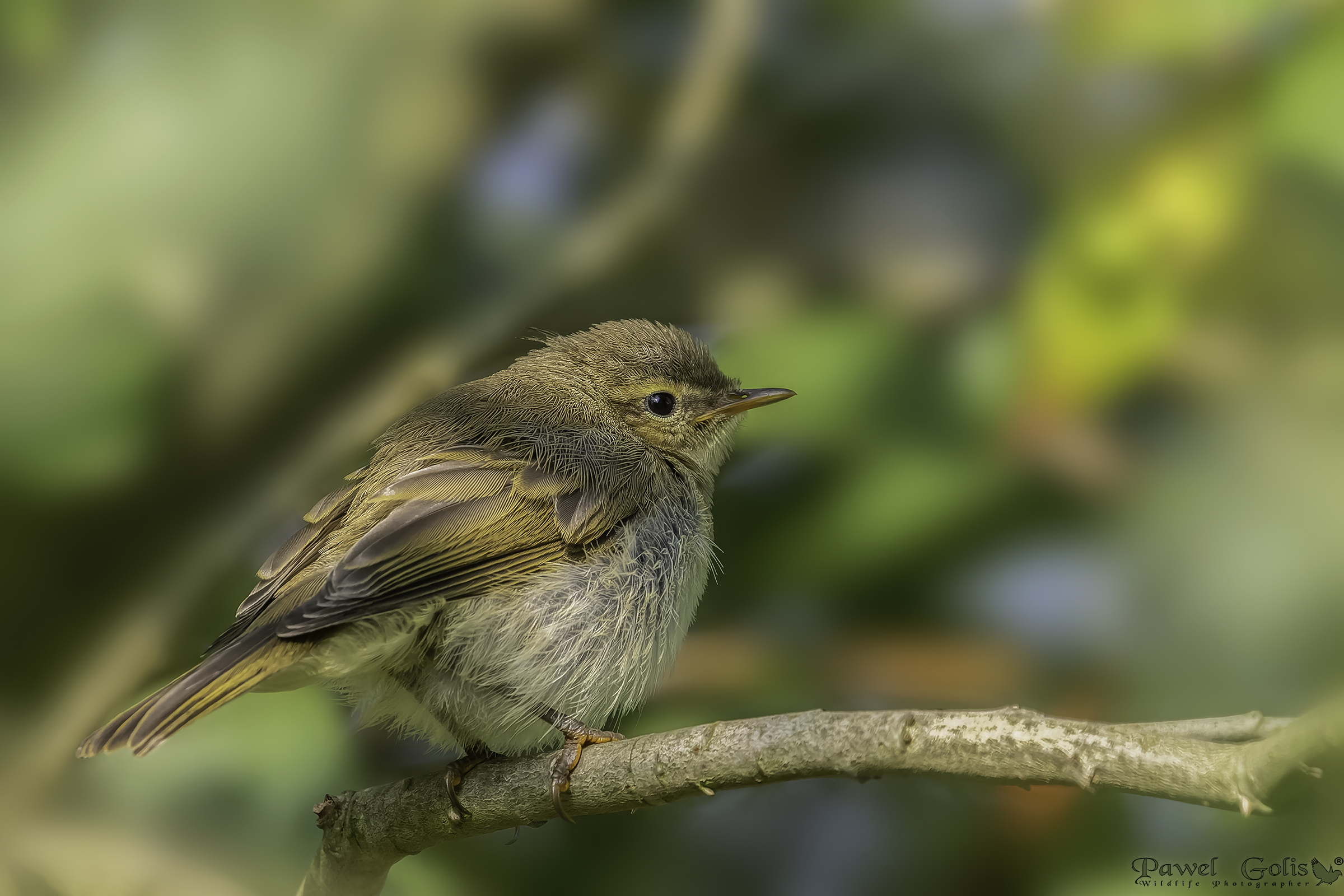 Common chiffchaff (Phylloscopus collybita)