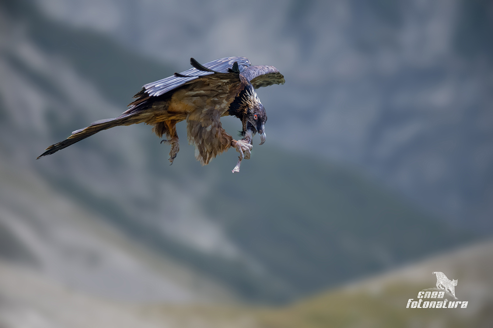 Un boccone al volo