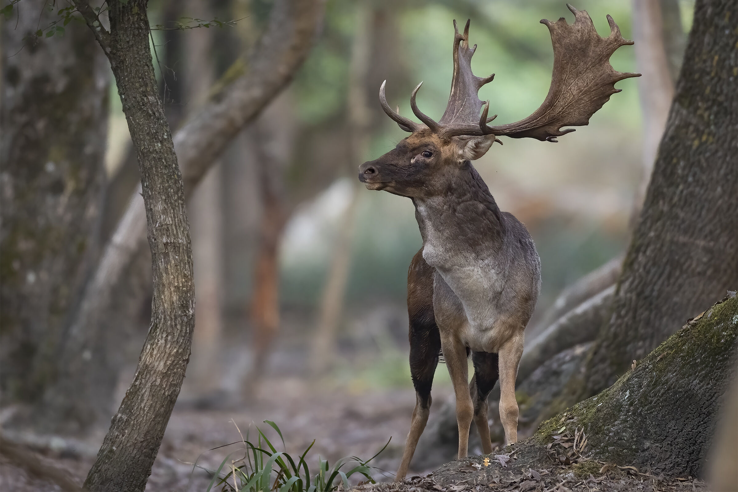 Fallow deer in love ....