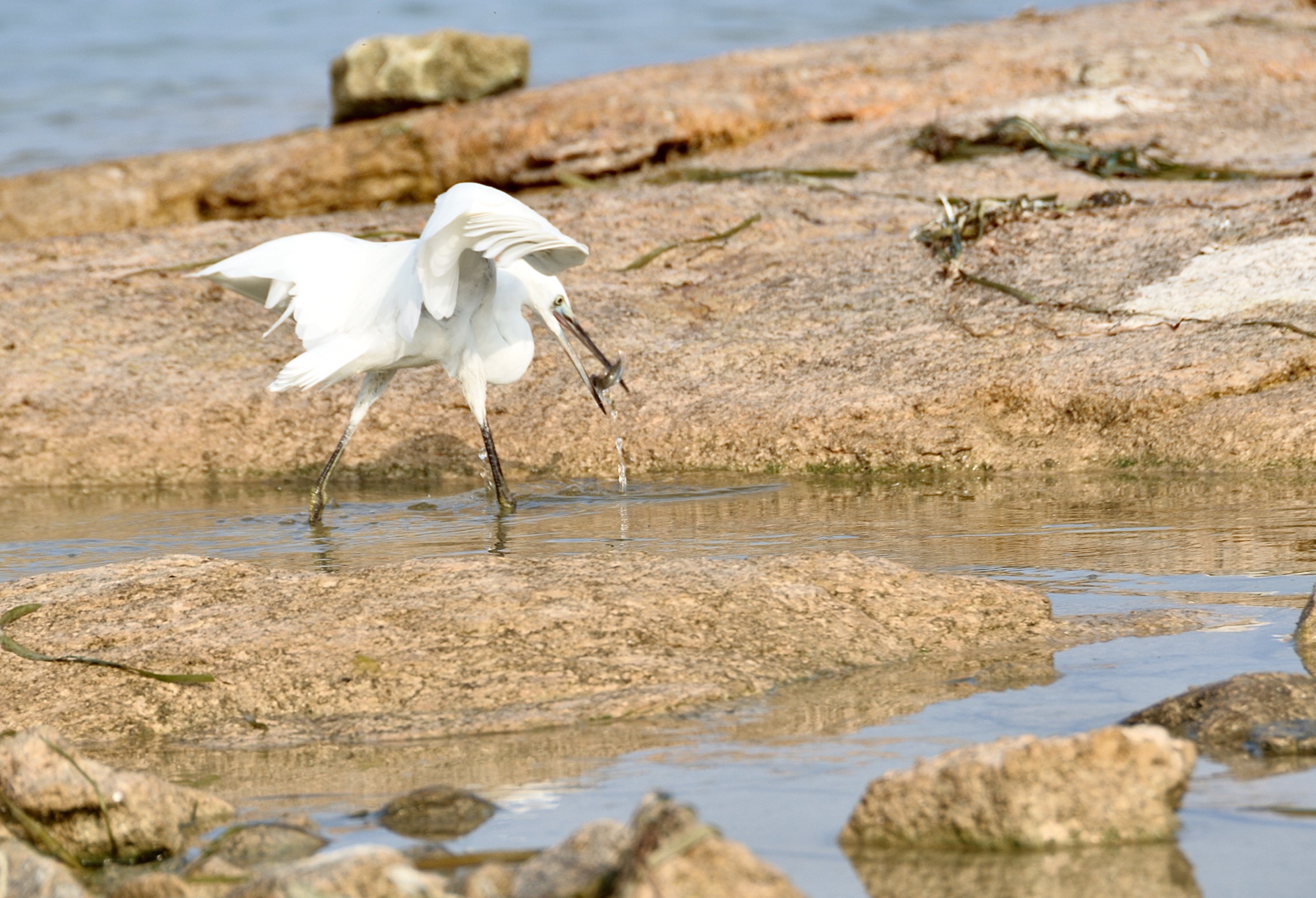 Egret food