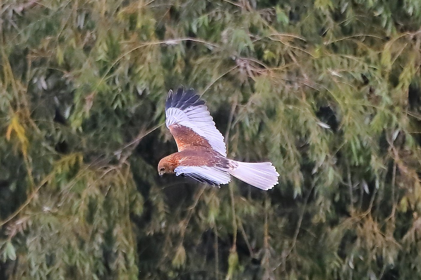 Falco di palude ottobre 2022