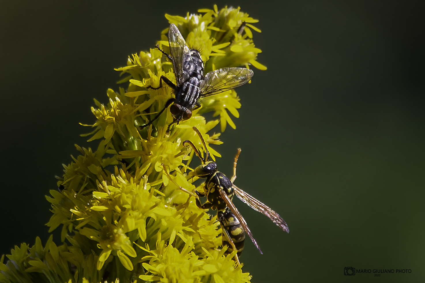 Male Polistes and female Sarcophaga