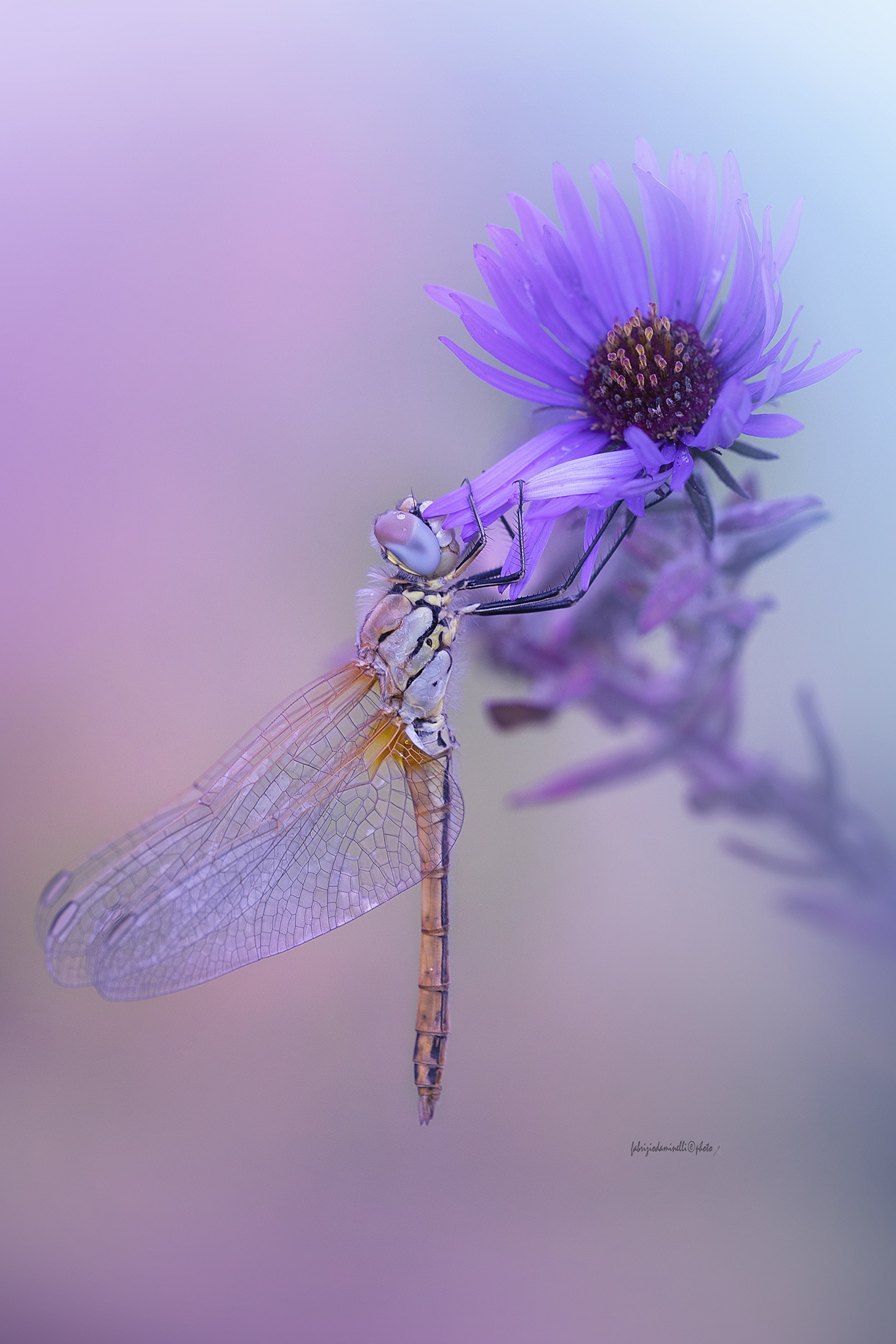 Sympetrum fonscolombii