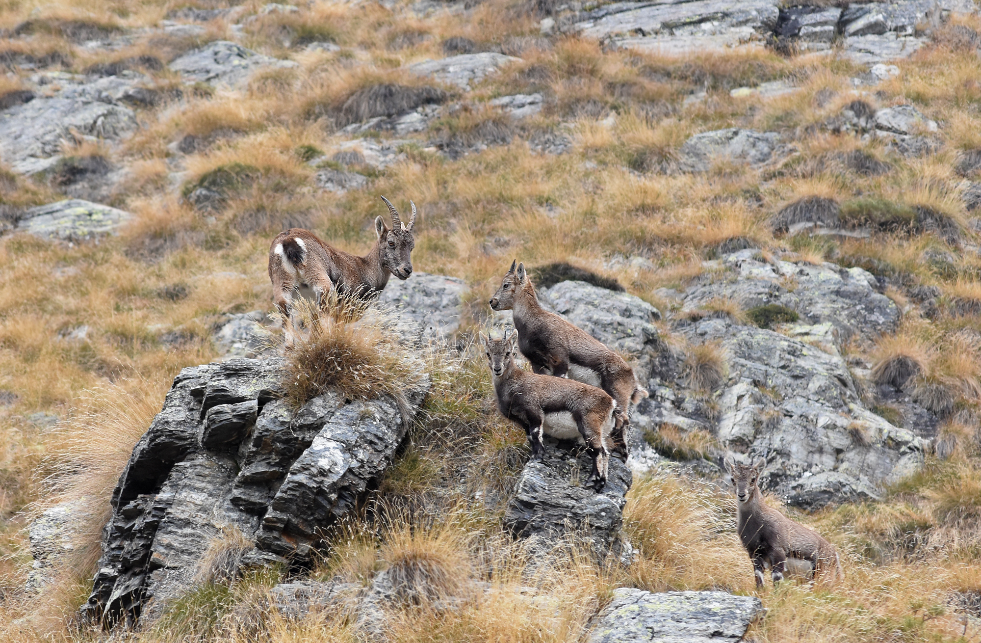 Chamois