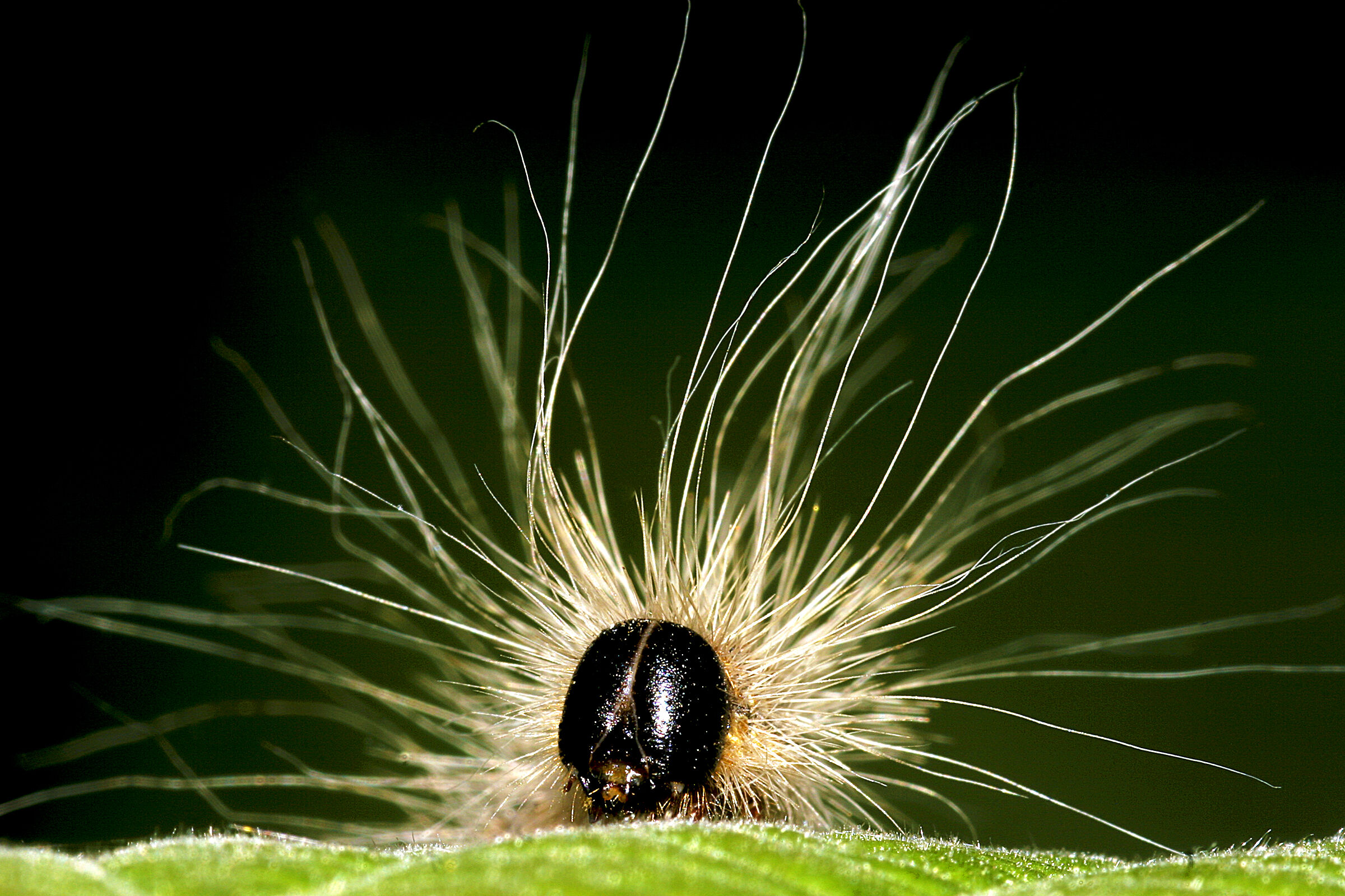 Hairy caterpillar
