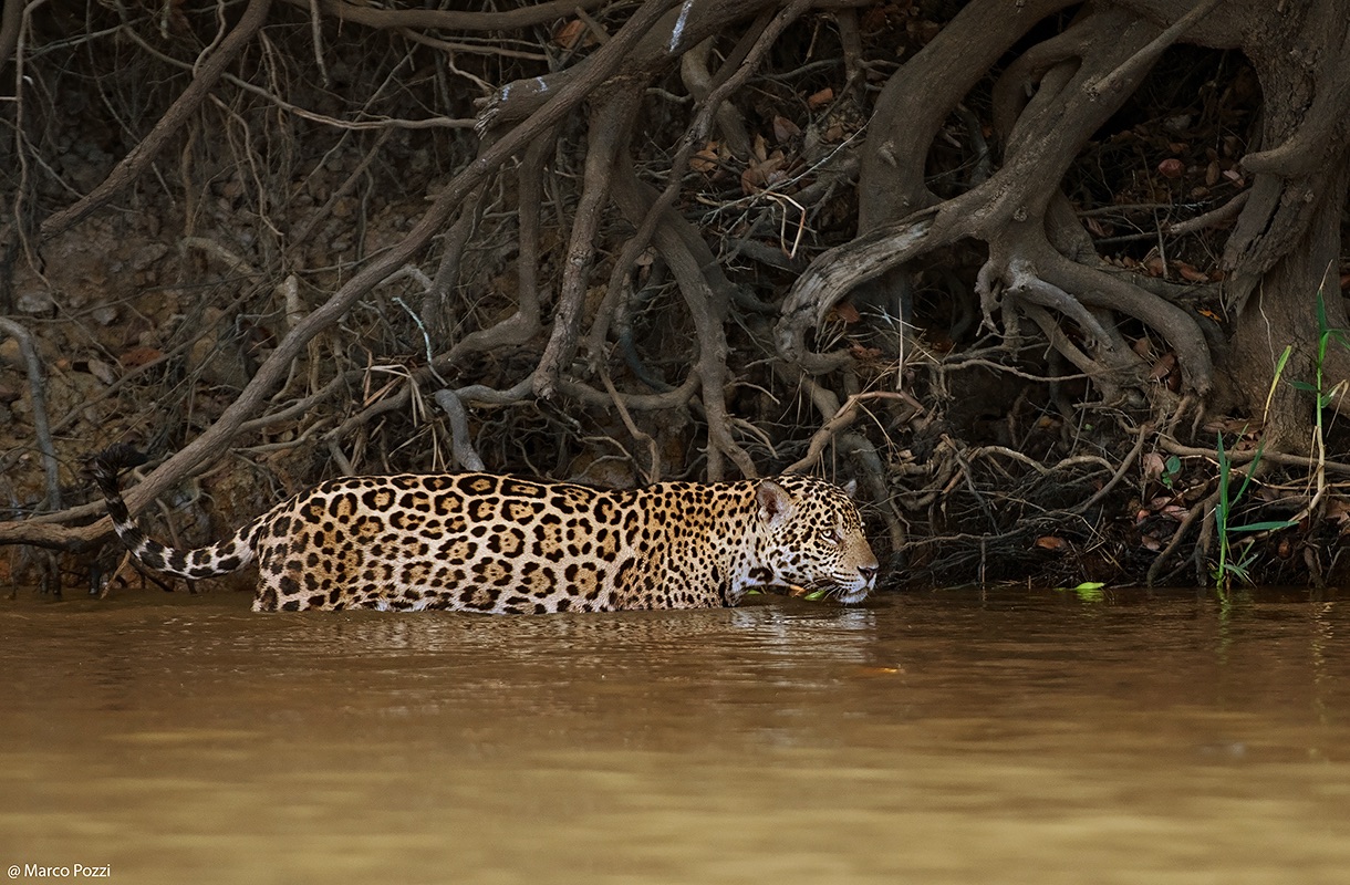 Patrolling the shore