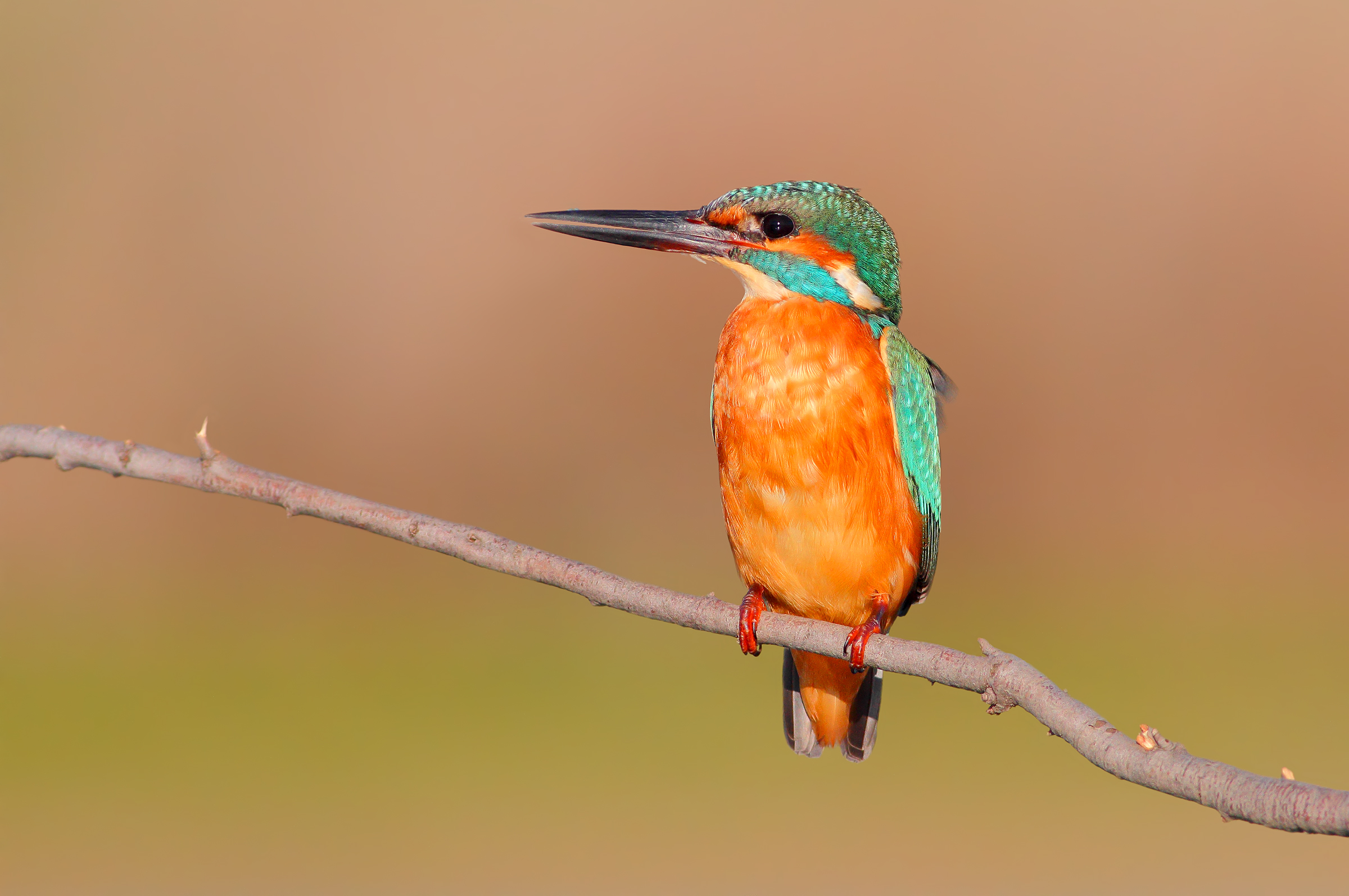 Kingfisher