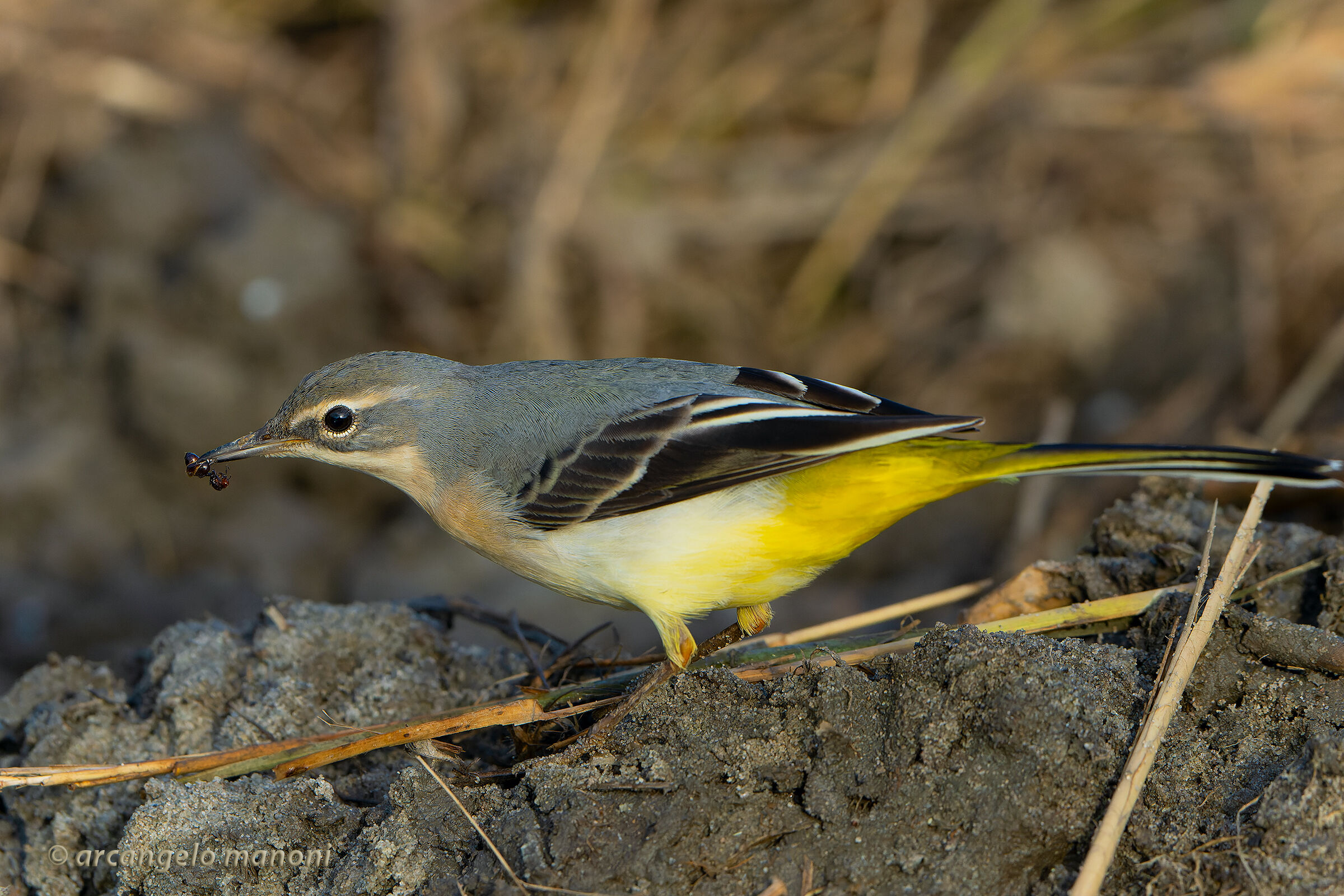 An ant for the dancer