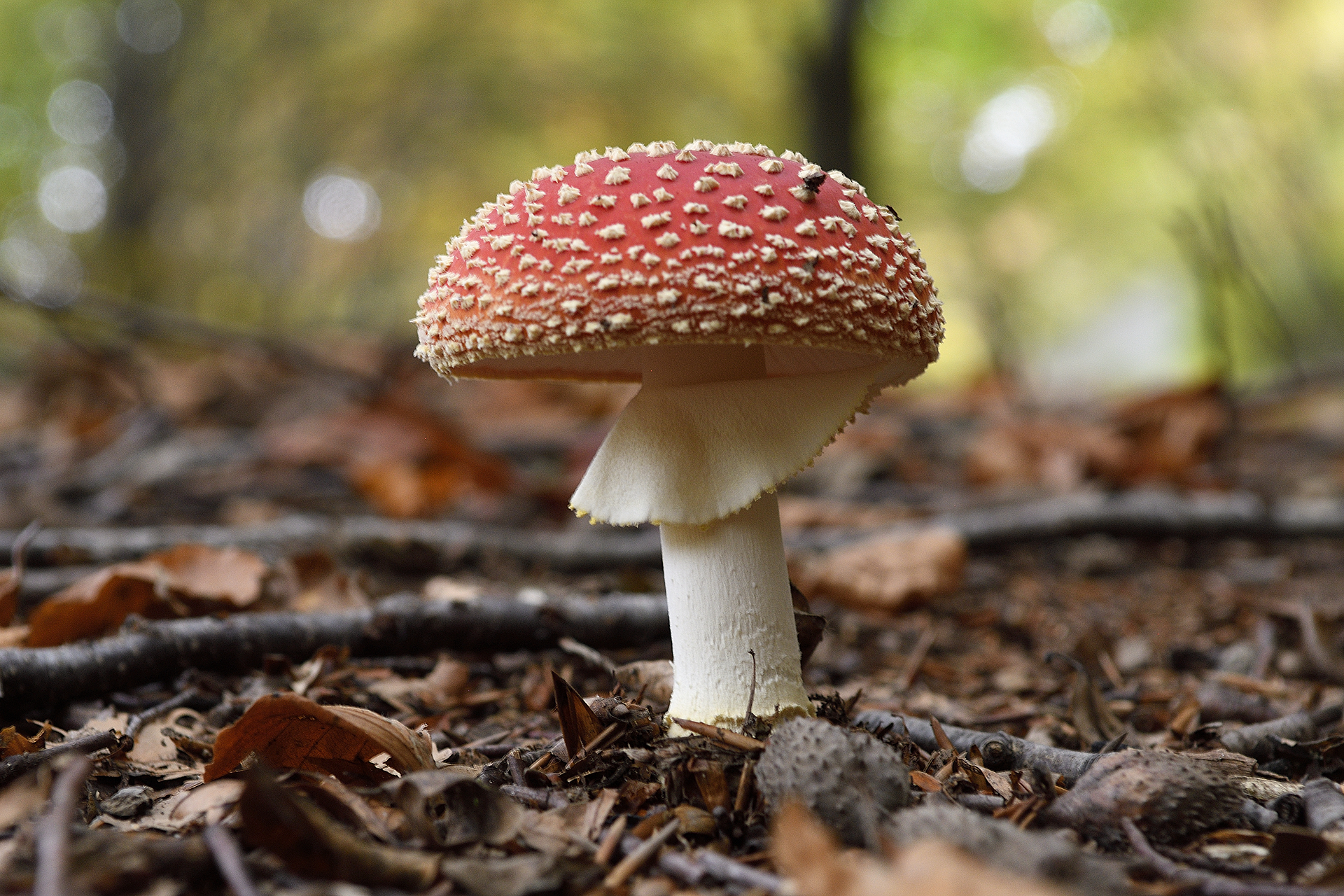Amanita