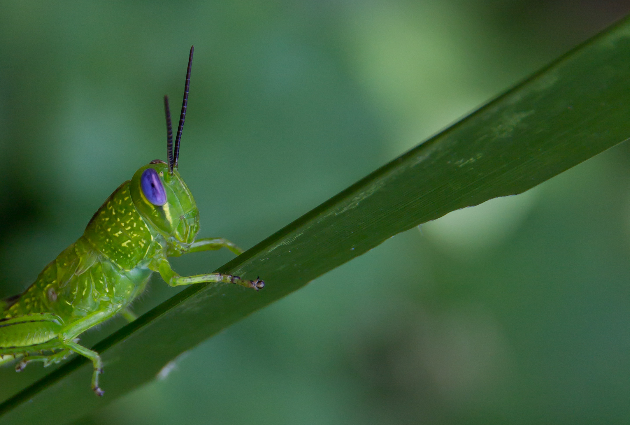 Grasshopper