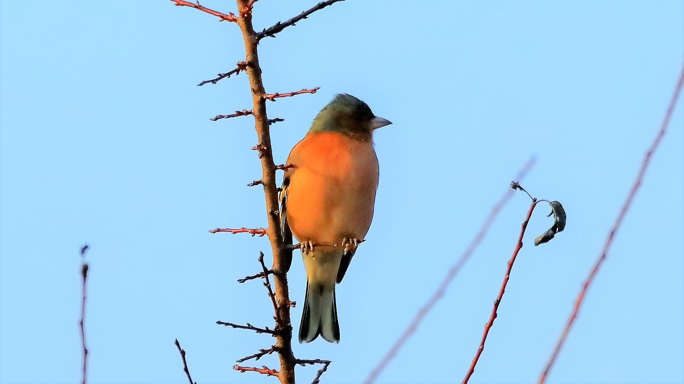 Fringuello 20 gen 2022 --015--