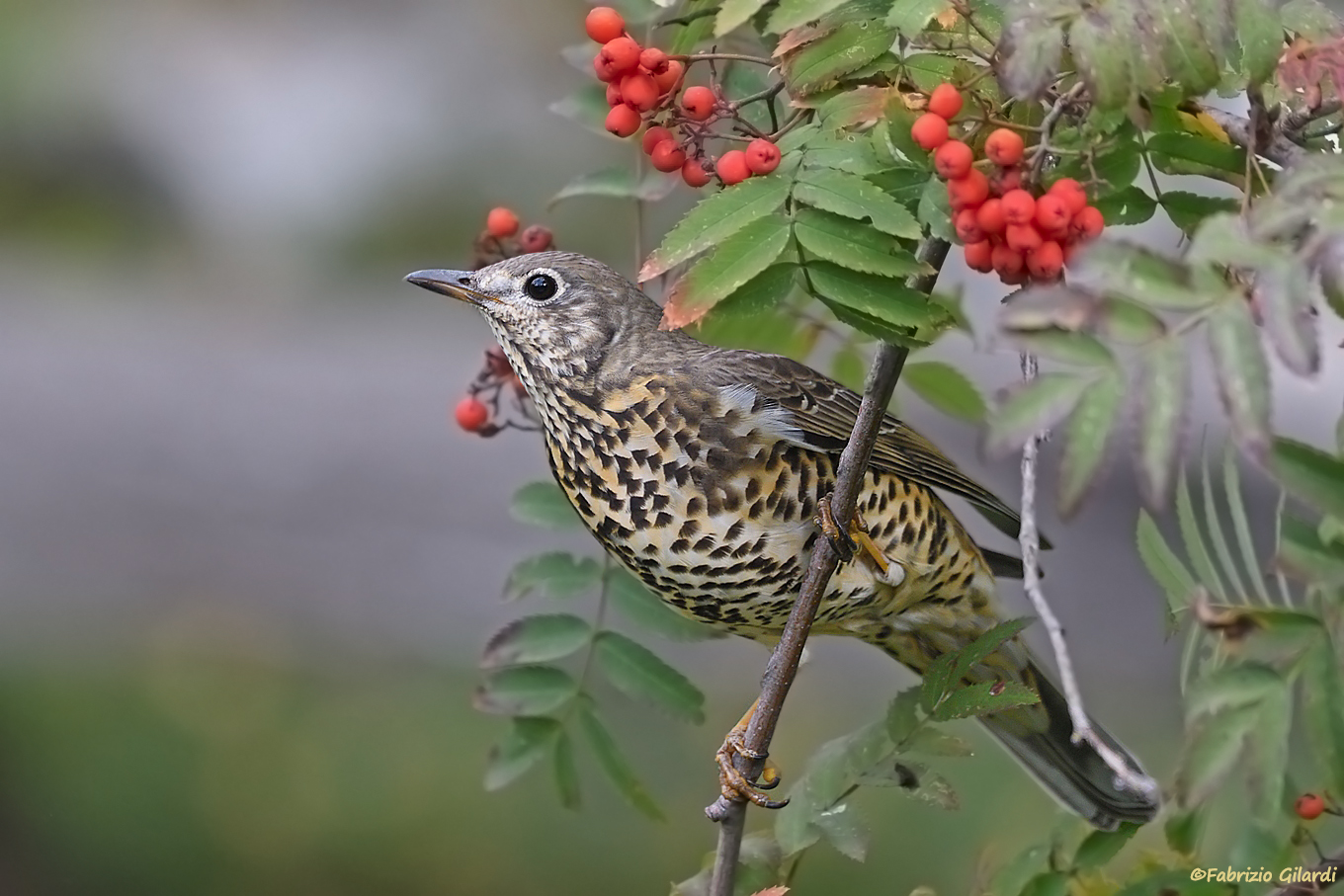 Turdus viscivorus (Tordela)