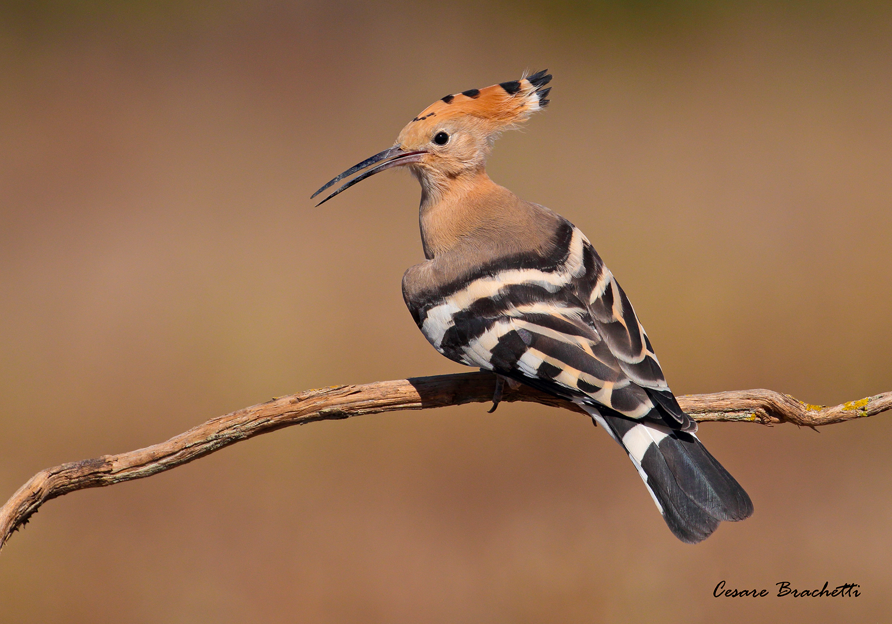 hoopoe.