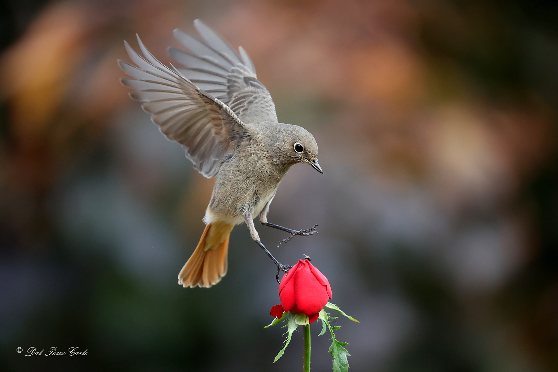 The last rose in my garden