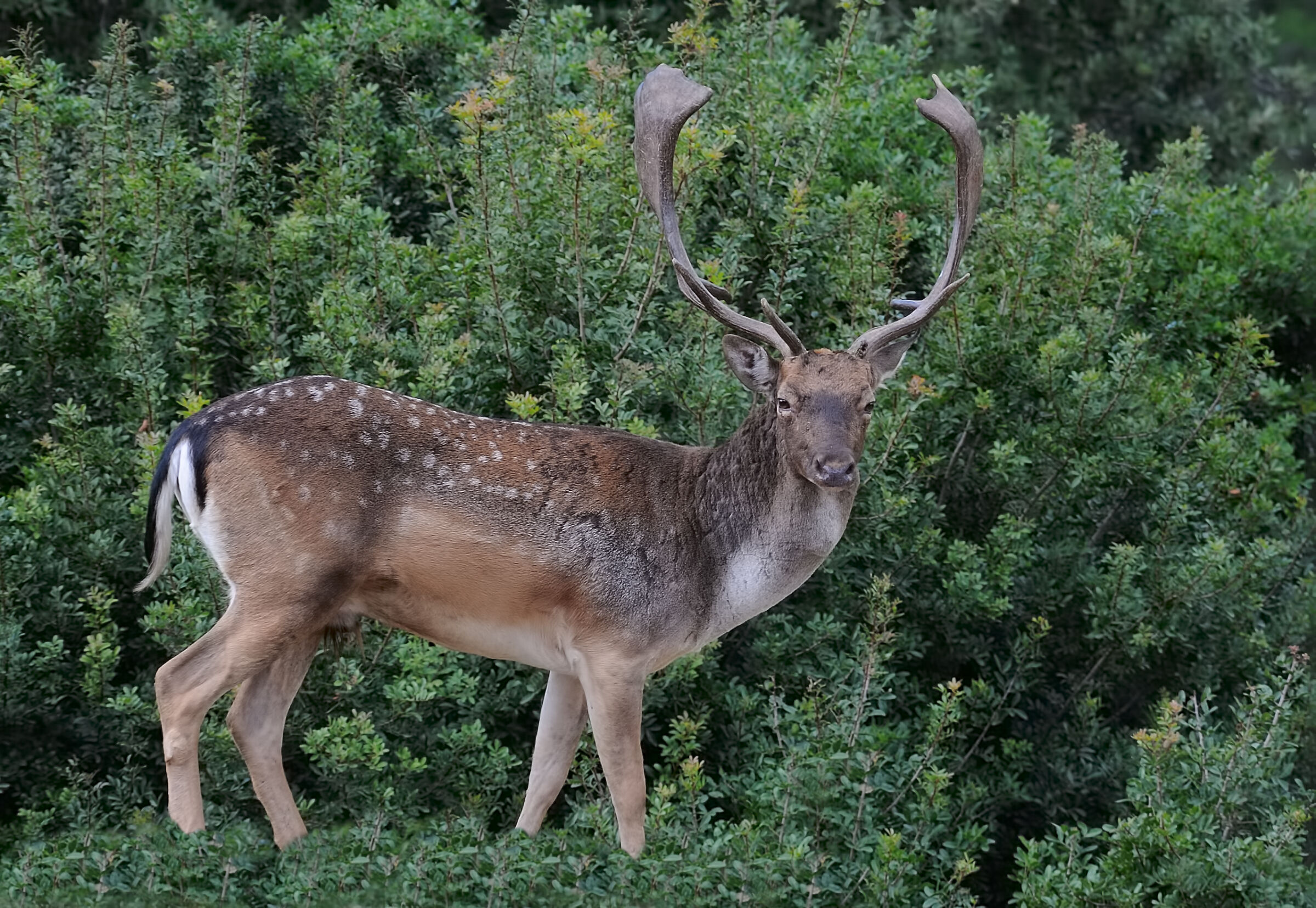 Fallow deer