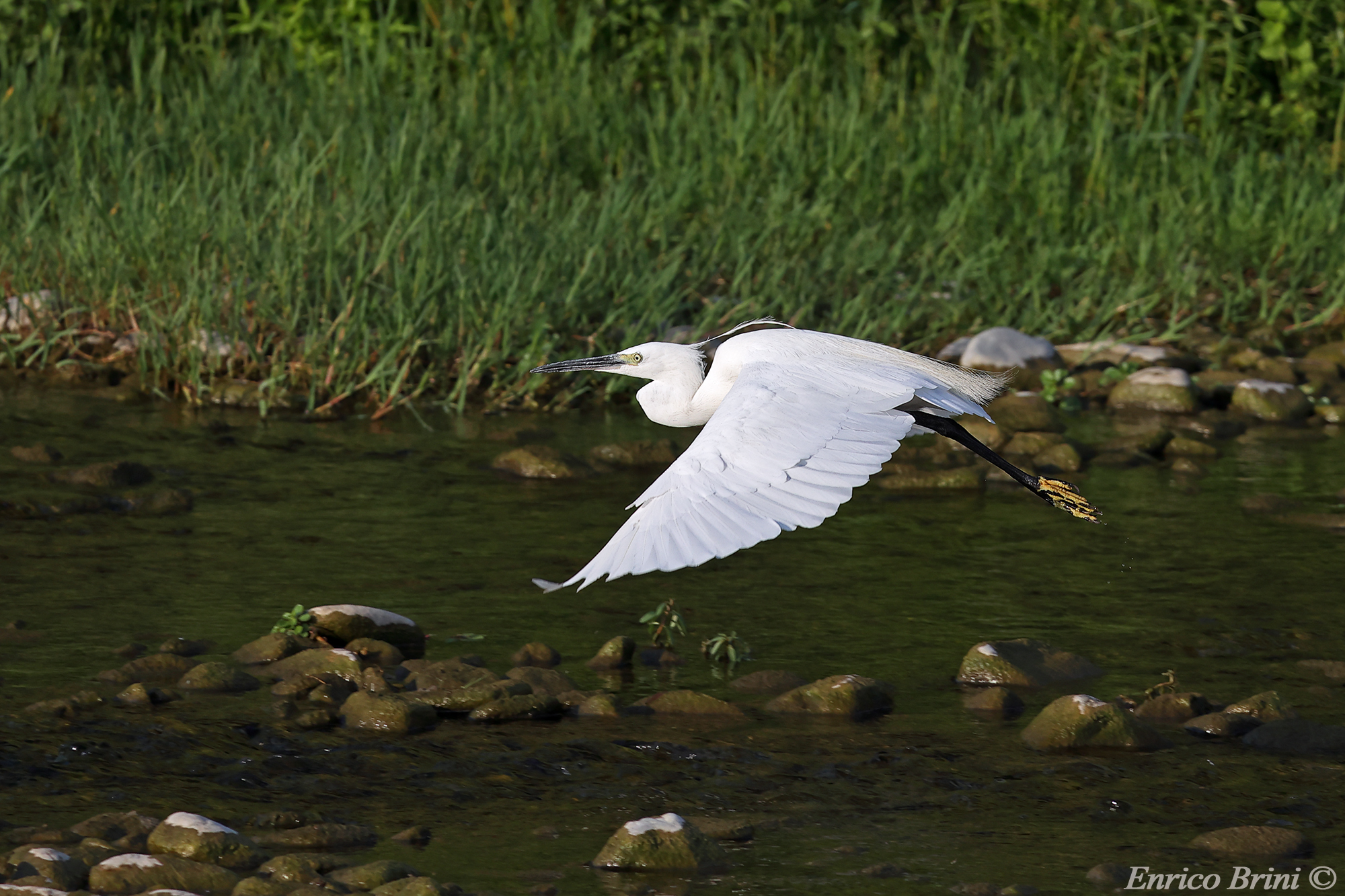 Egret along the Bisenzio river (Prato PO)