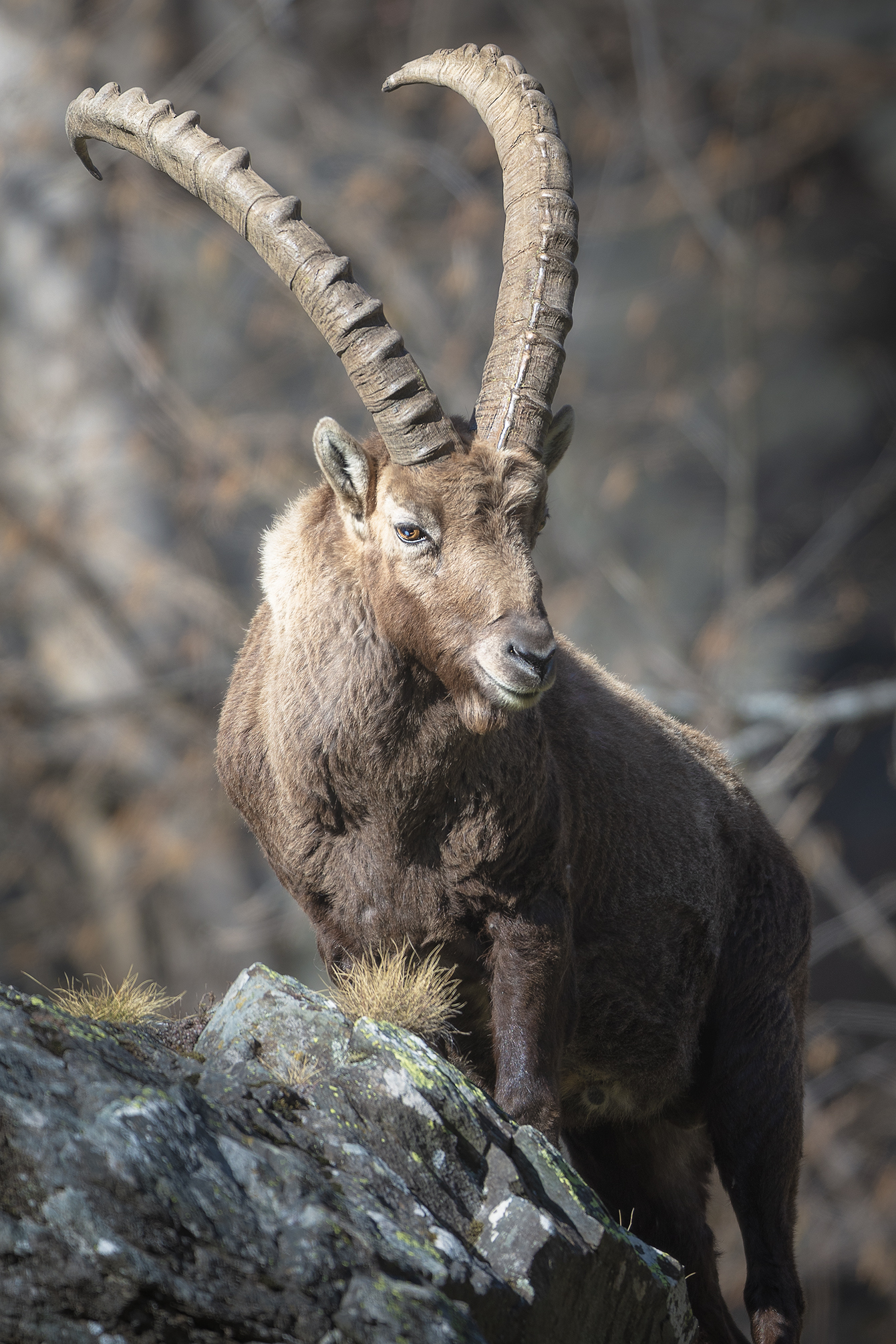 ibex 2