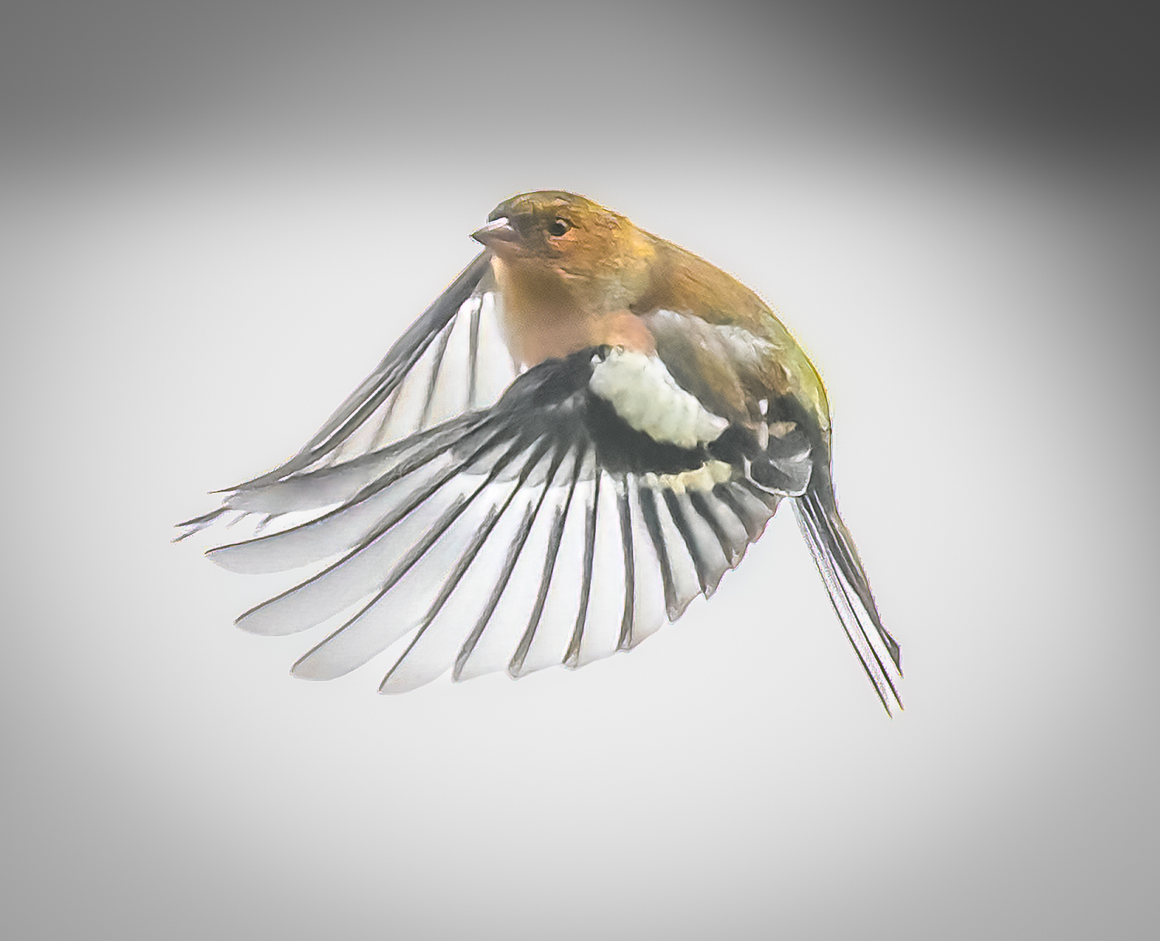 Fringuello in volo