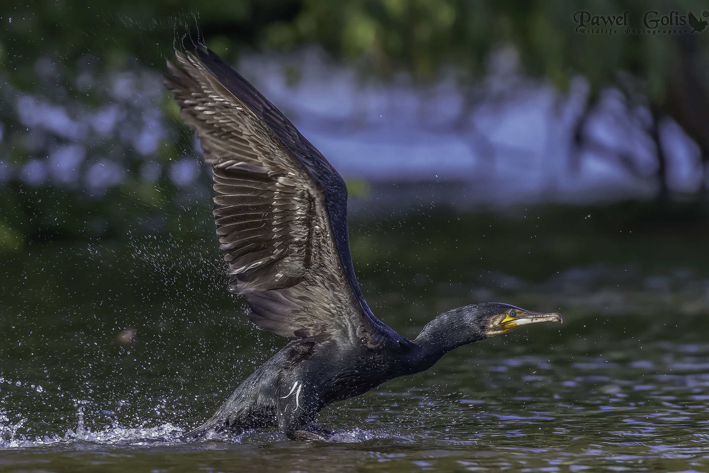 Cormorano maggiore (Phalacrocorax carbo)