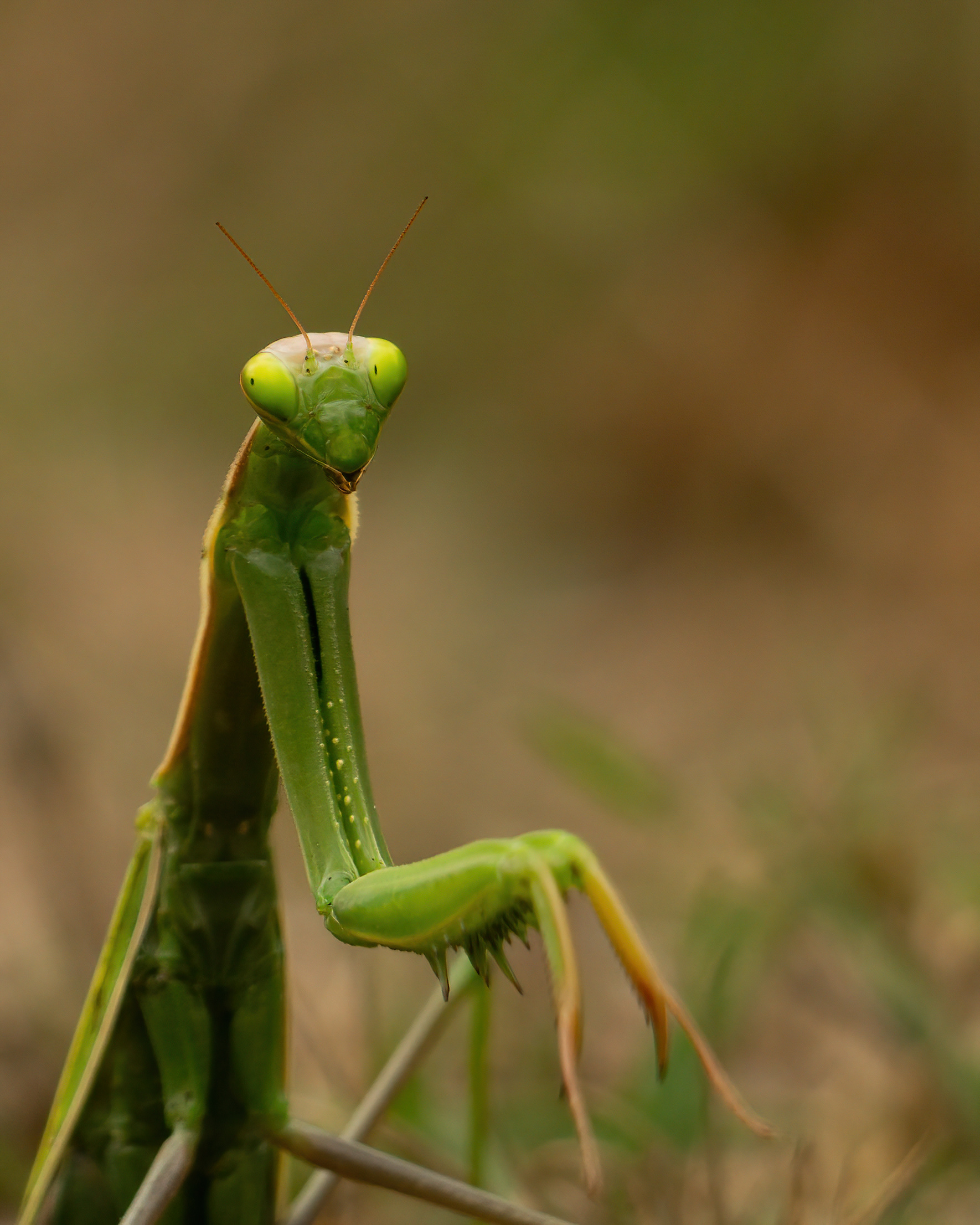 Mantide religiosa