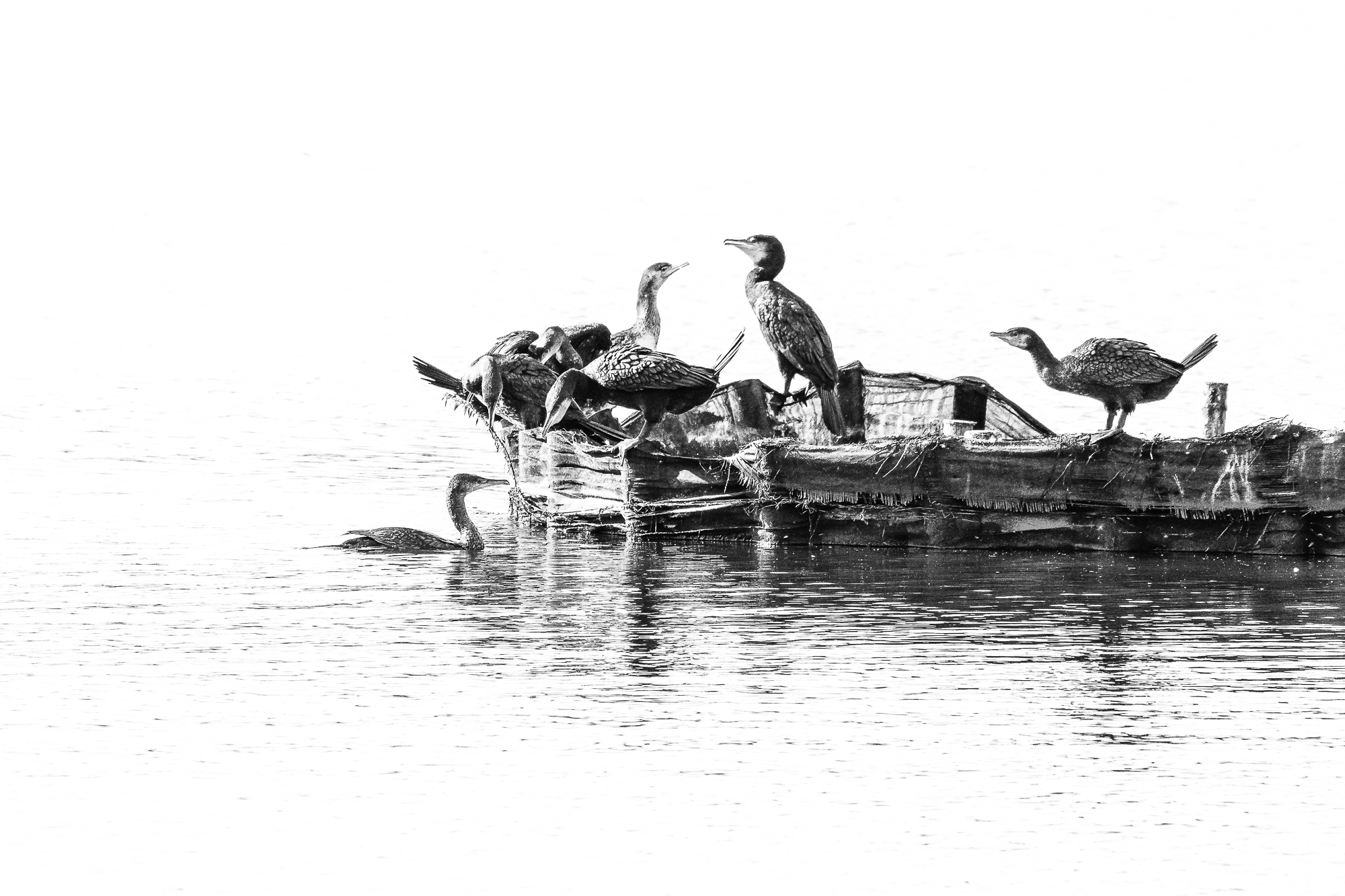 Cormorants