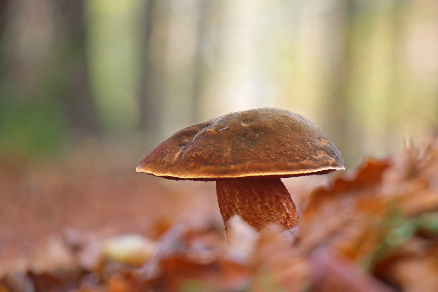 Among the autumn colors