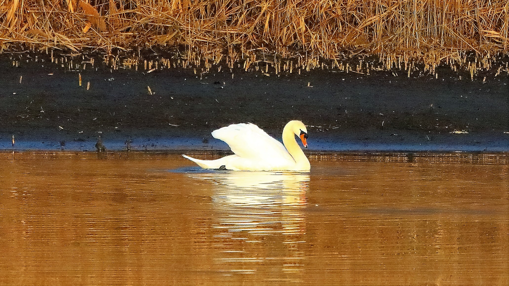 Cigno r 20 gen 2022 --035--