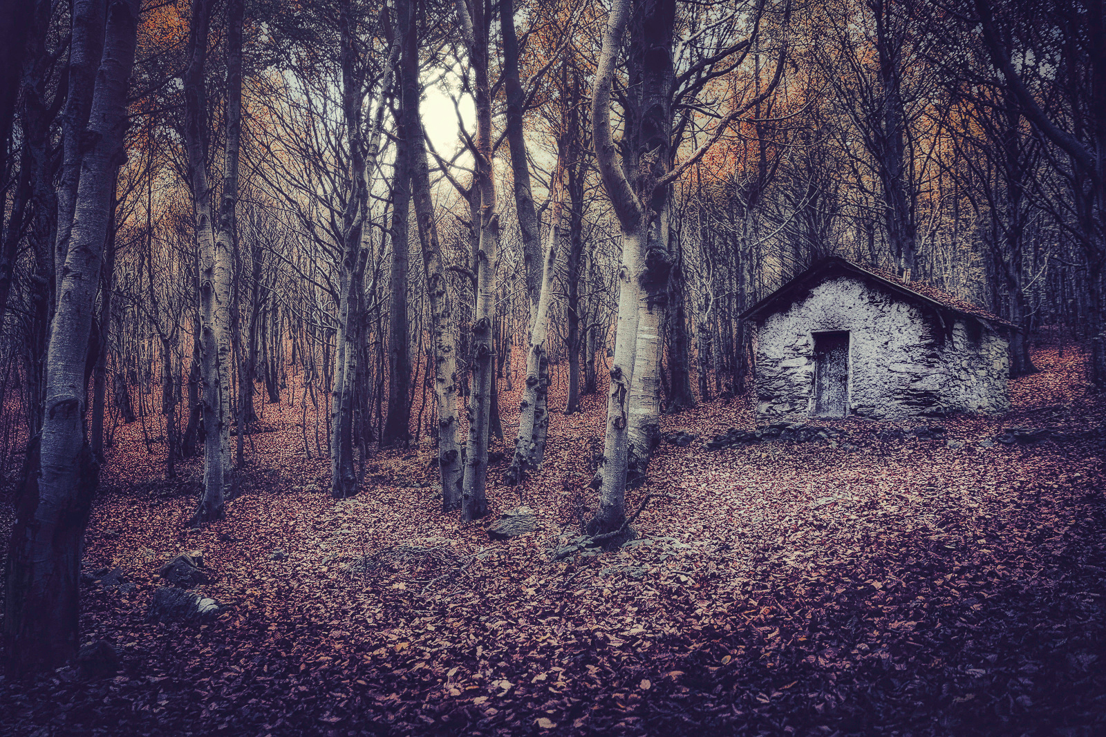 The creepy woods...my dark mood