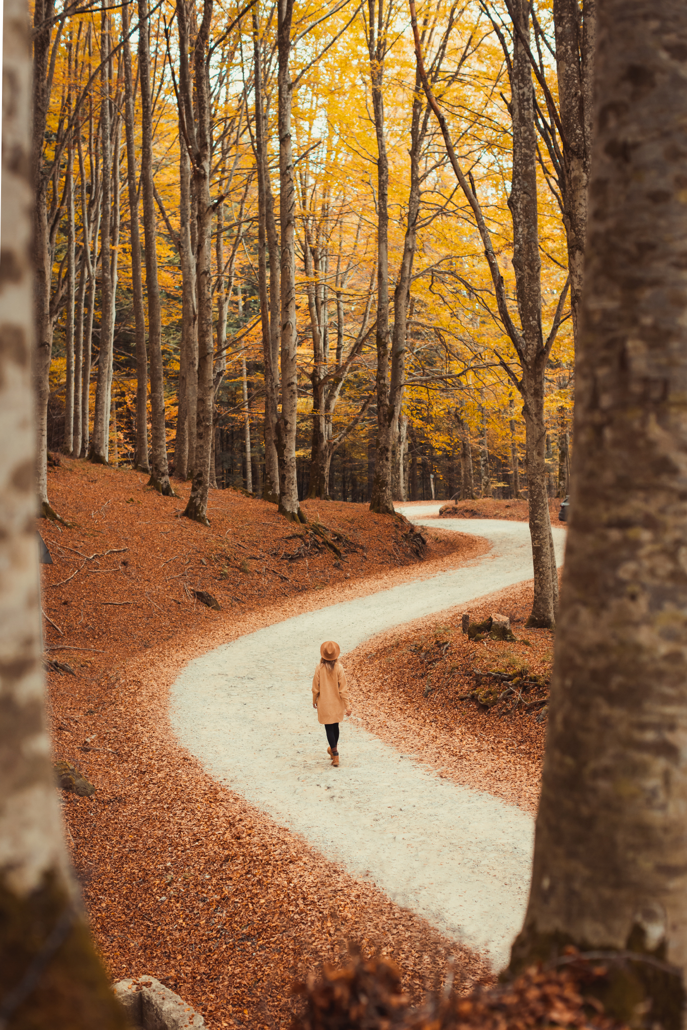 Foliage in the Apennines