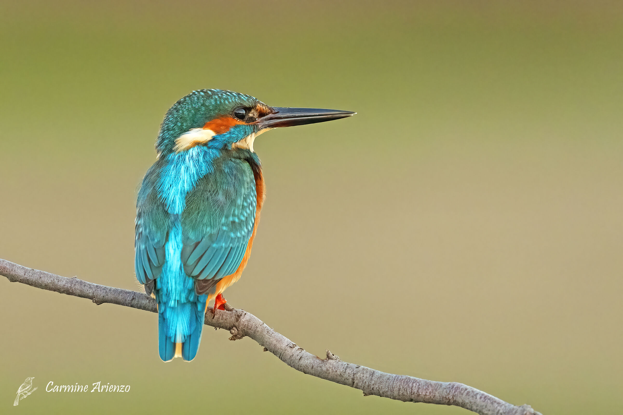 Martin Pescatore - Alcedo atthis -