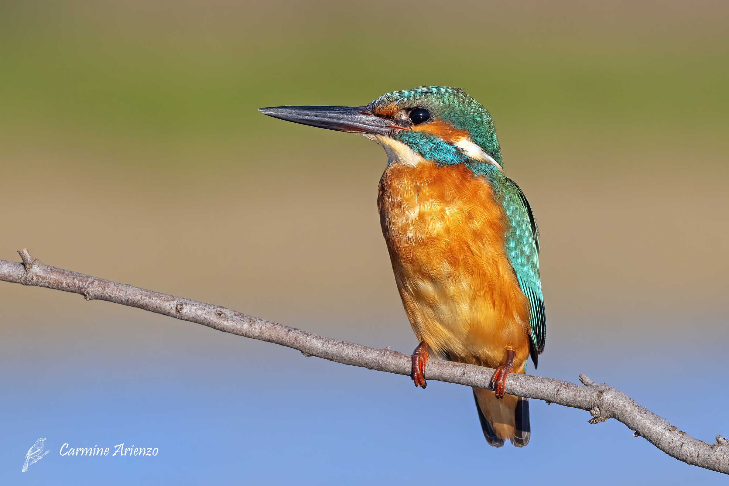 Martin Pescatore - Alcedo atthis -