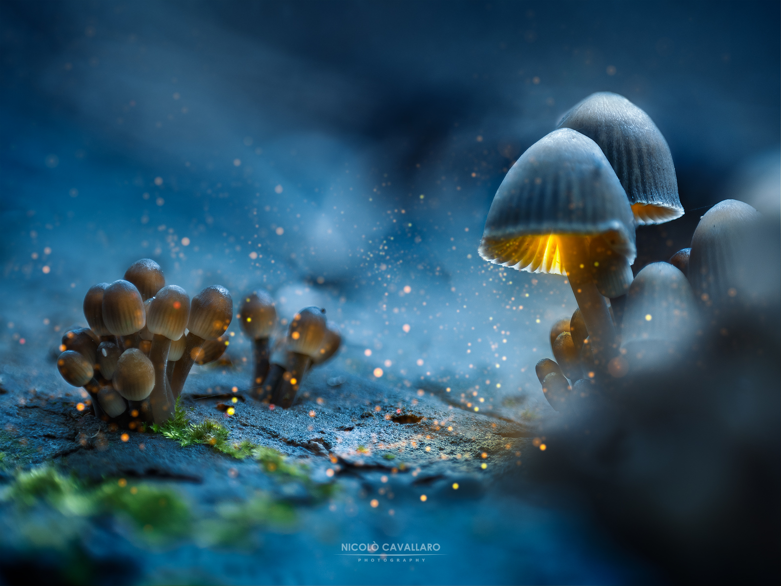 Glowing mushrooms