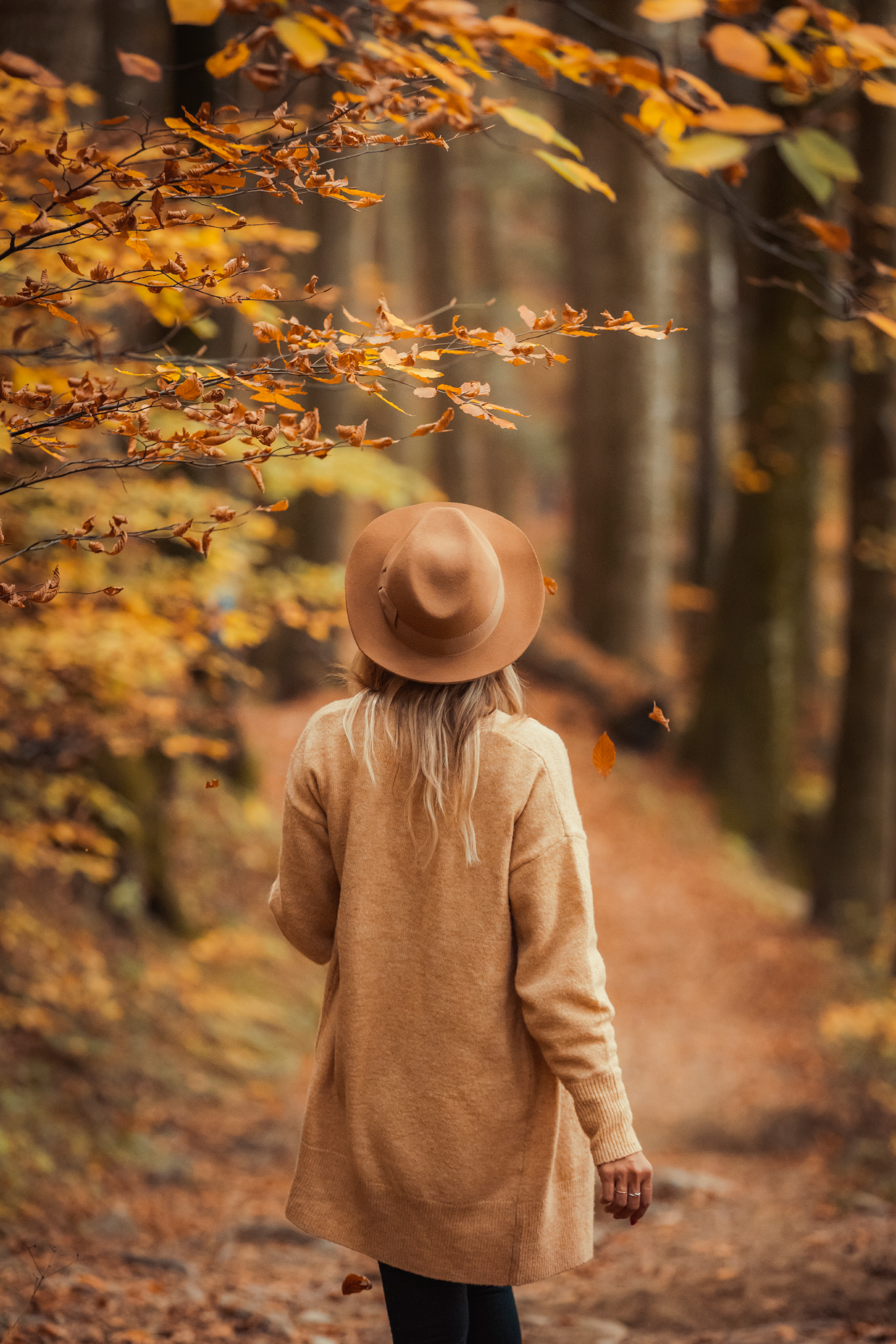 Foliage at Passo Fangacci (AR)