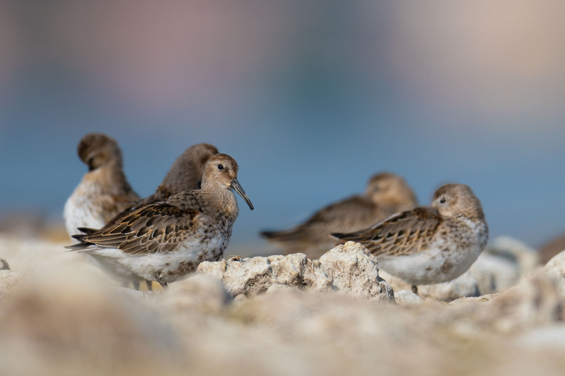 Sandpiper in company