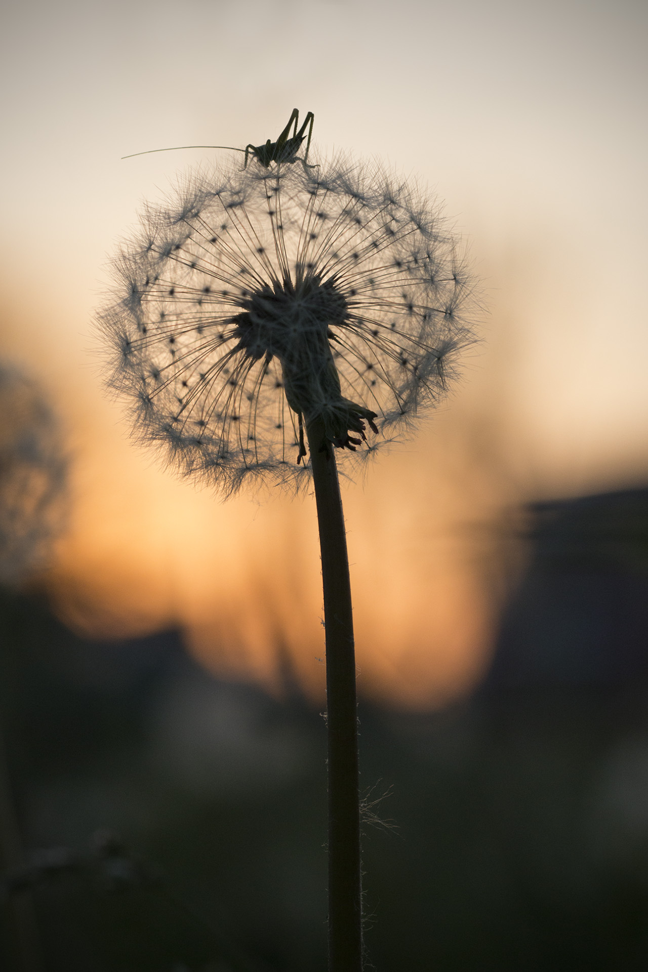 Dandelion