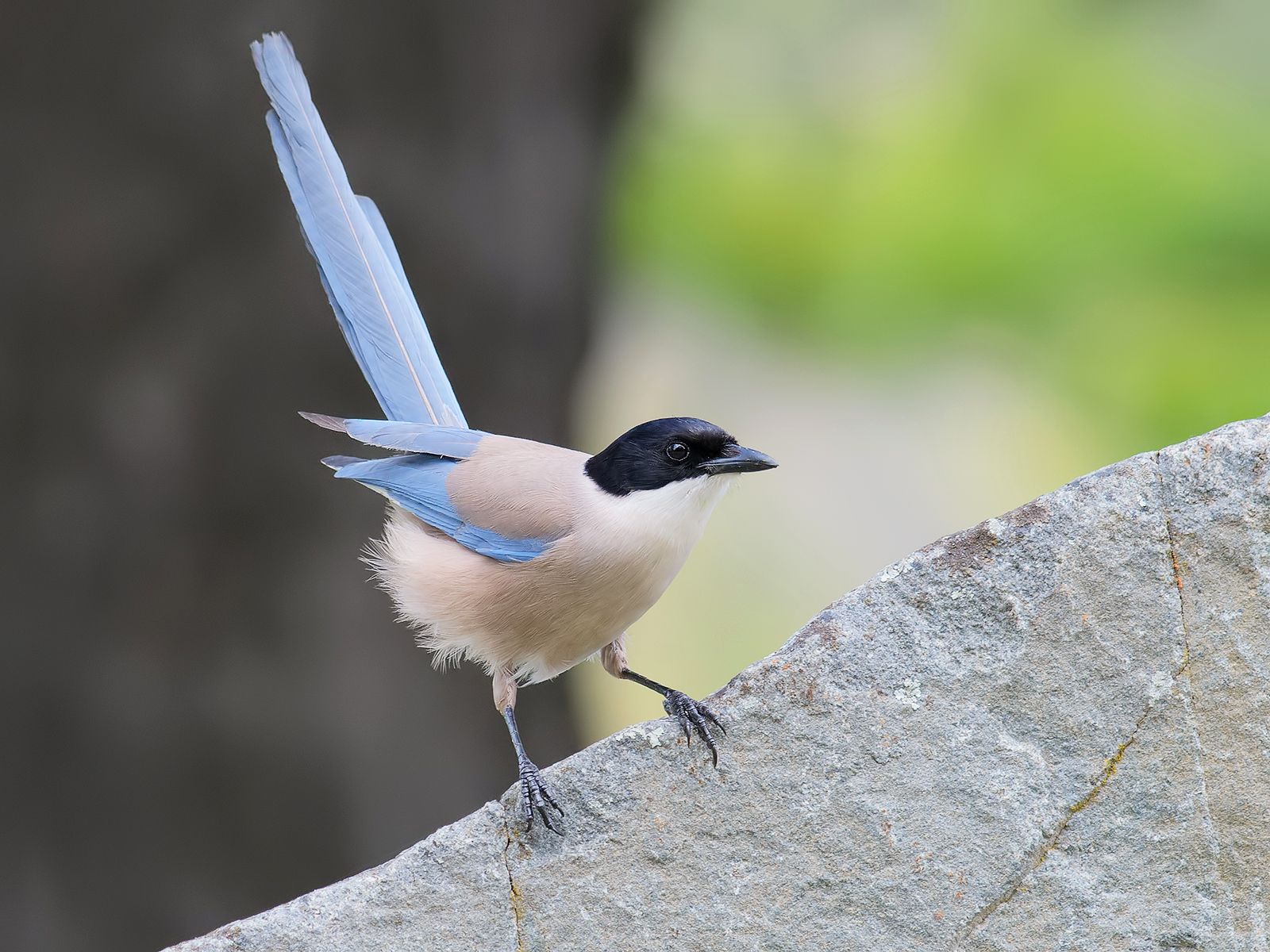 Blue Magpie.