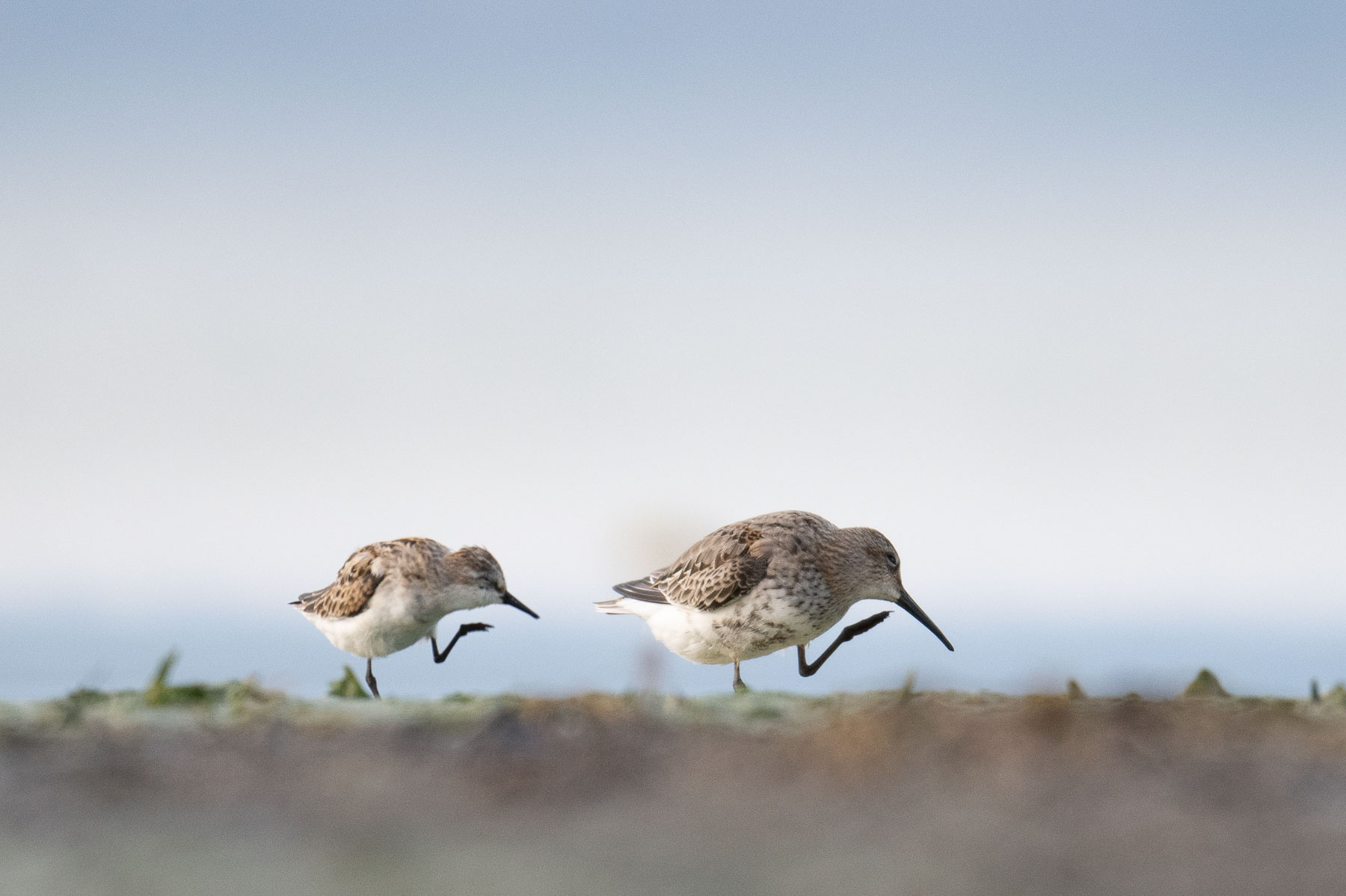 Synchronized gymnastics